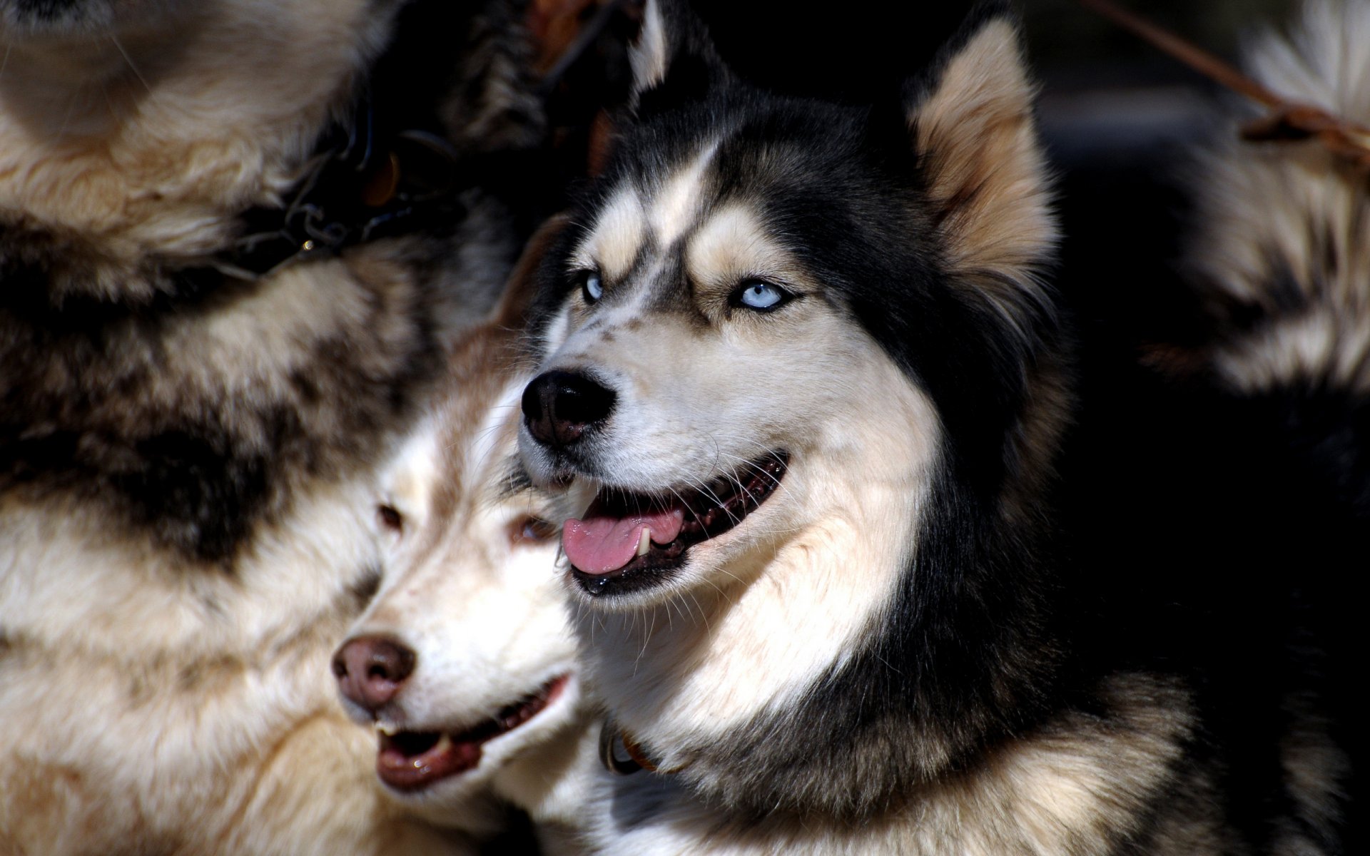 chiens husky troupeau yeux