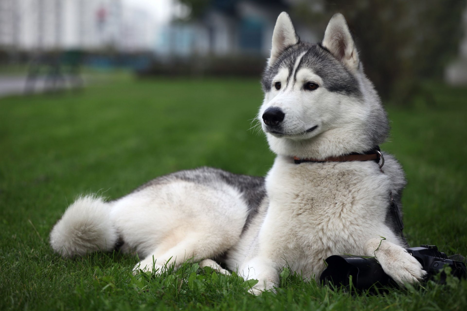 husky museau herbe