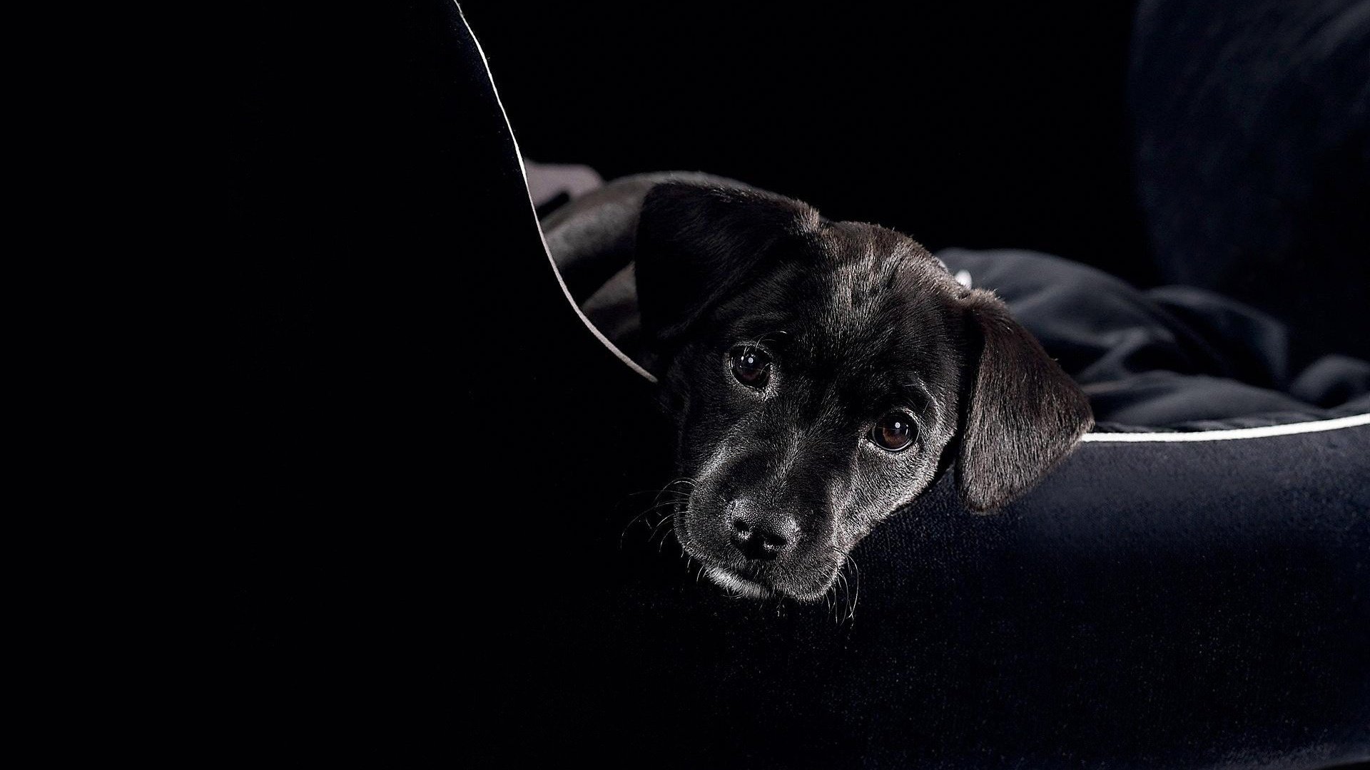 chien sac yeux