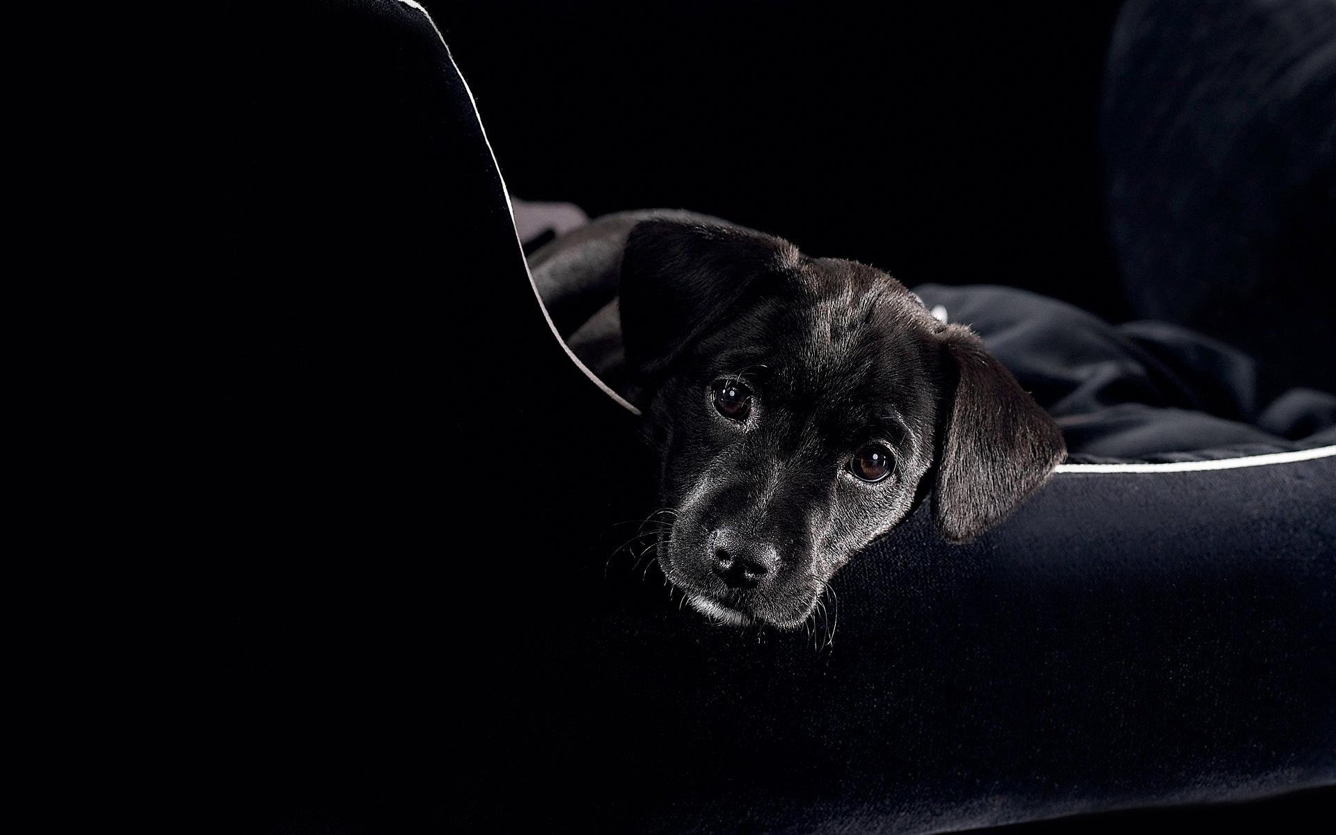 dog puppy black face watches sofa