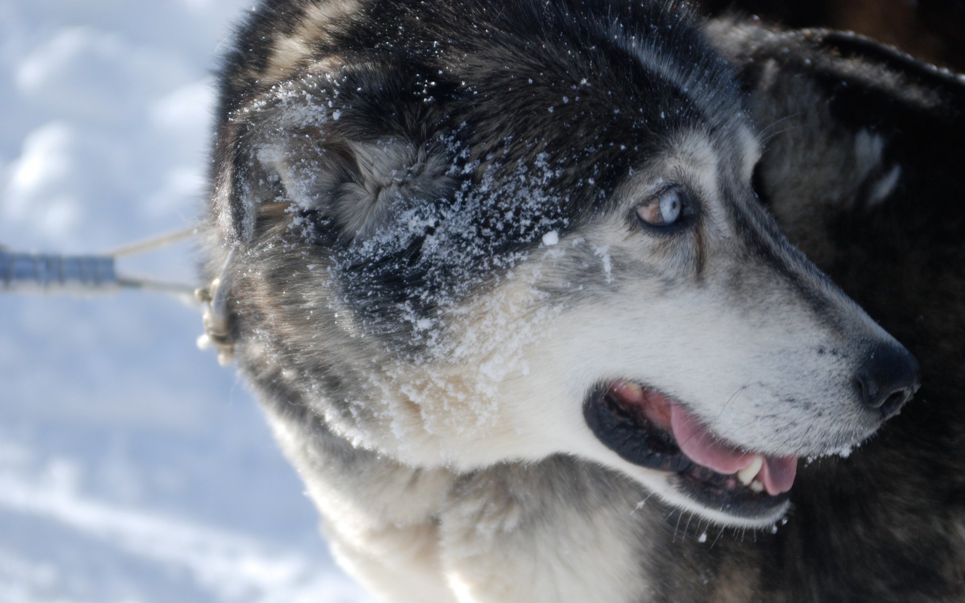 husky look laisse