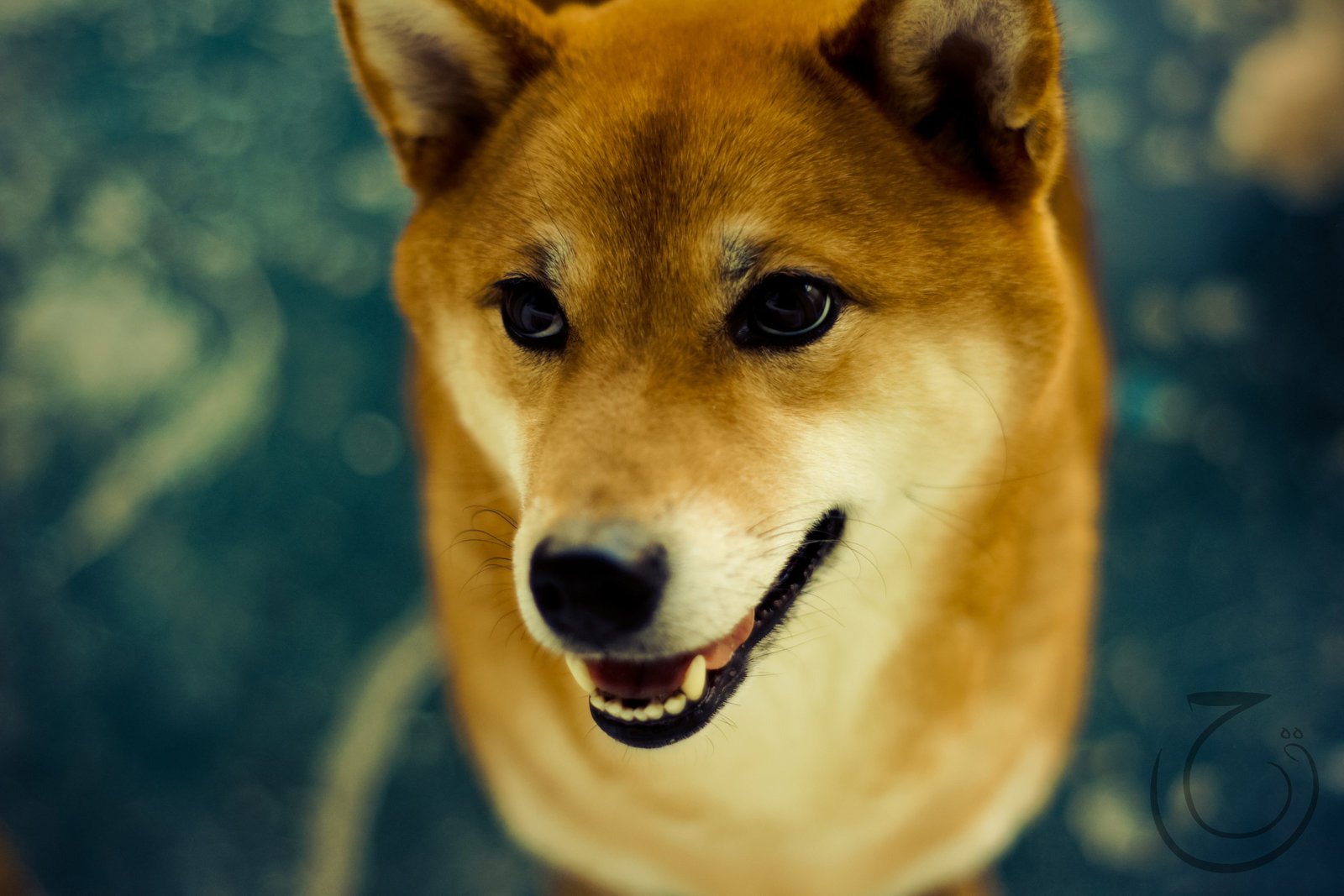 perro shiba inu ojos