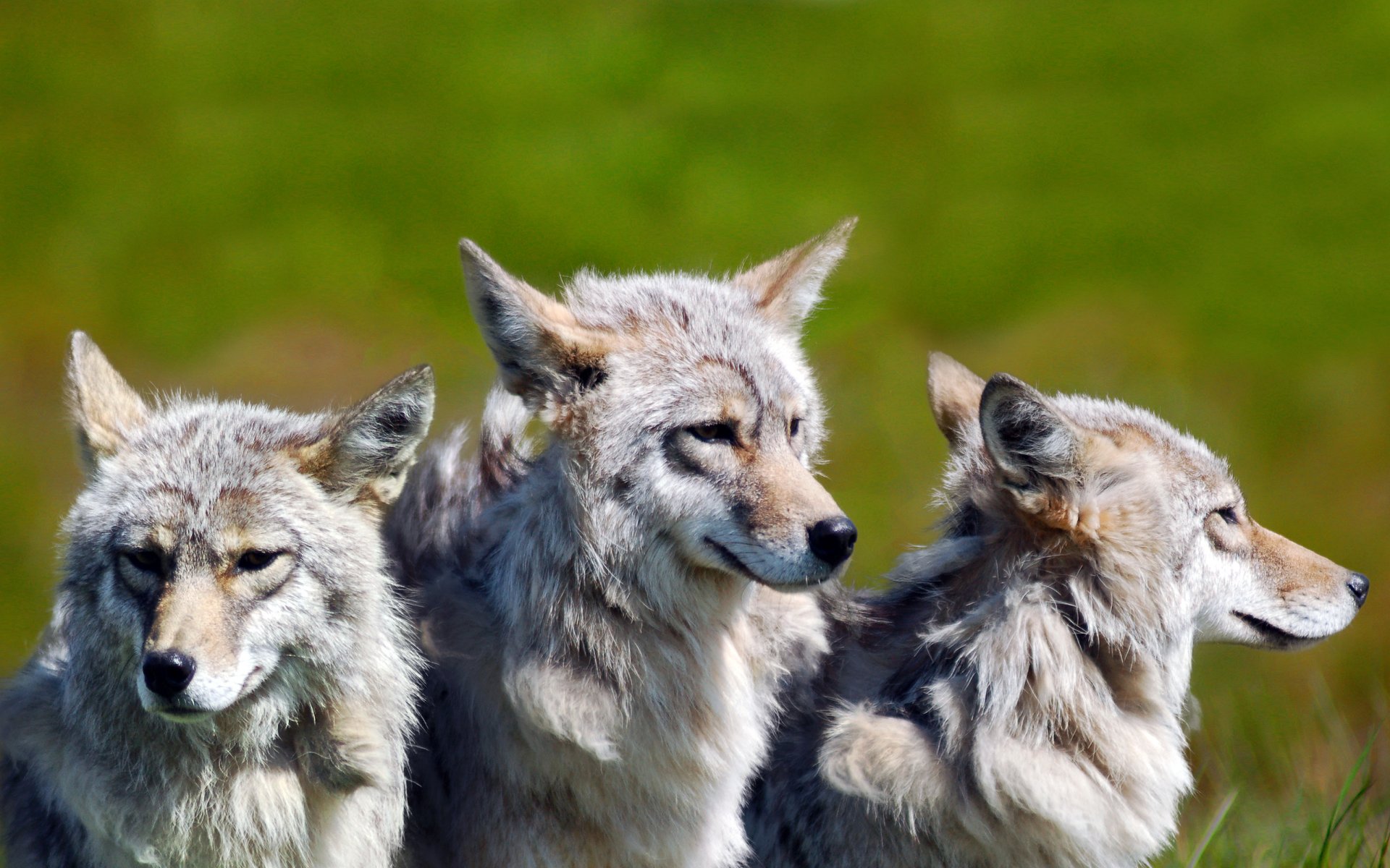 brothers wolves denali national park central alaska