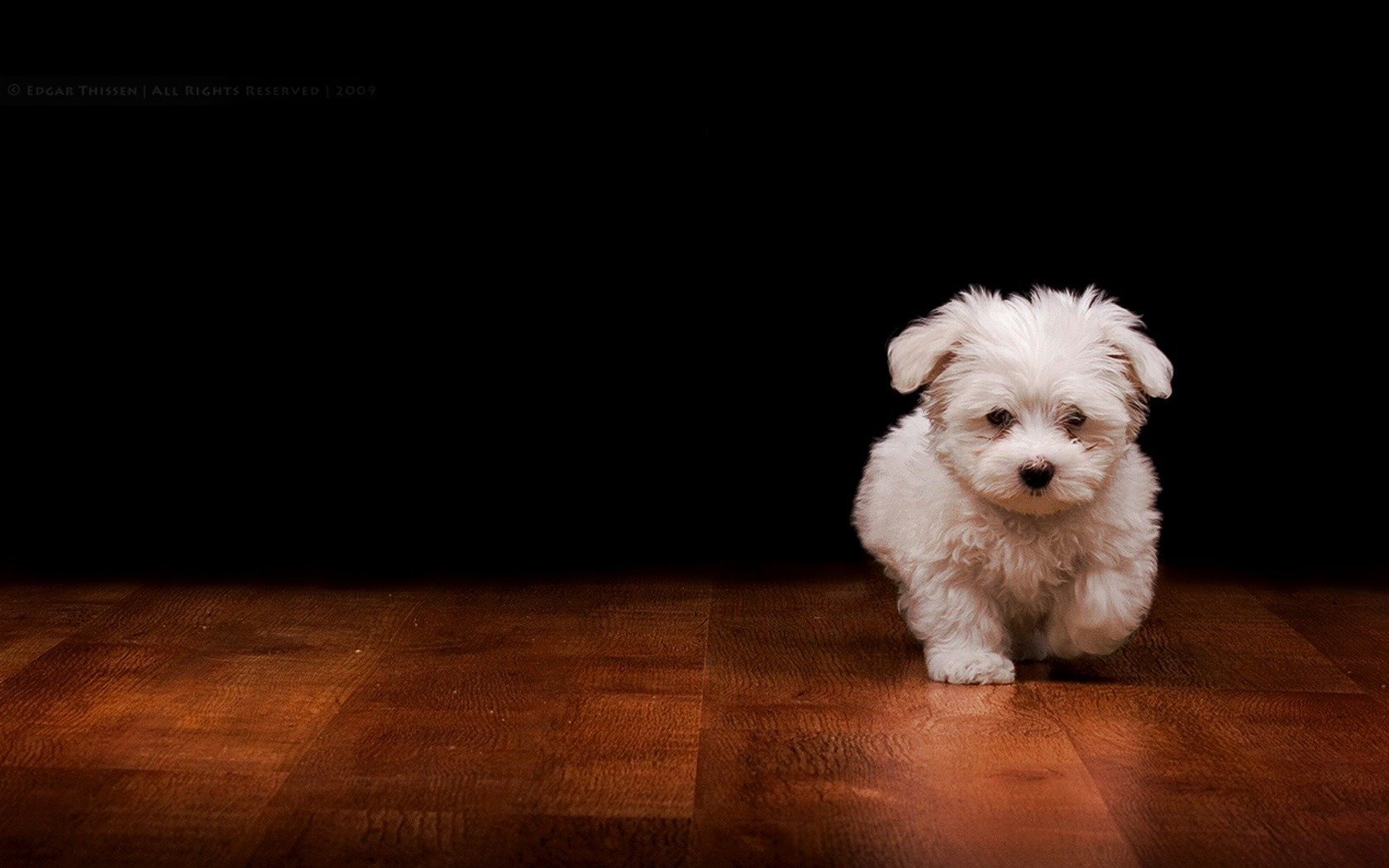 cachorro piso de madera peludo perro