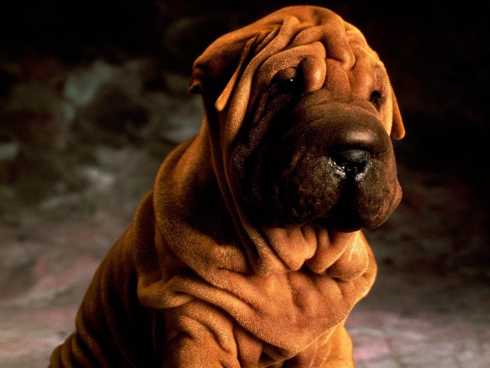 szczeniak smutne spojrzenie shar pei