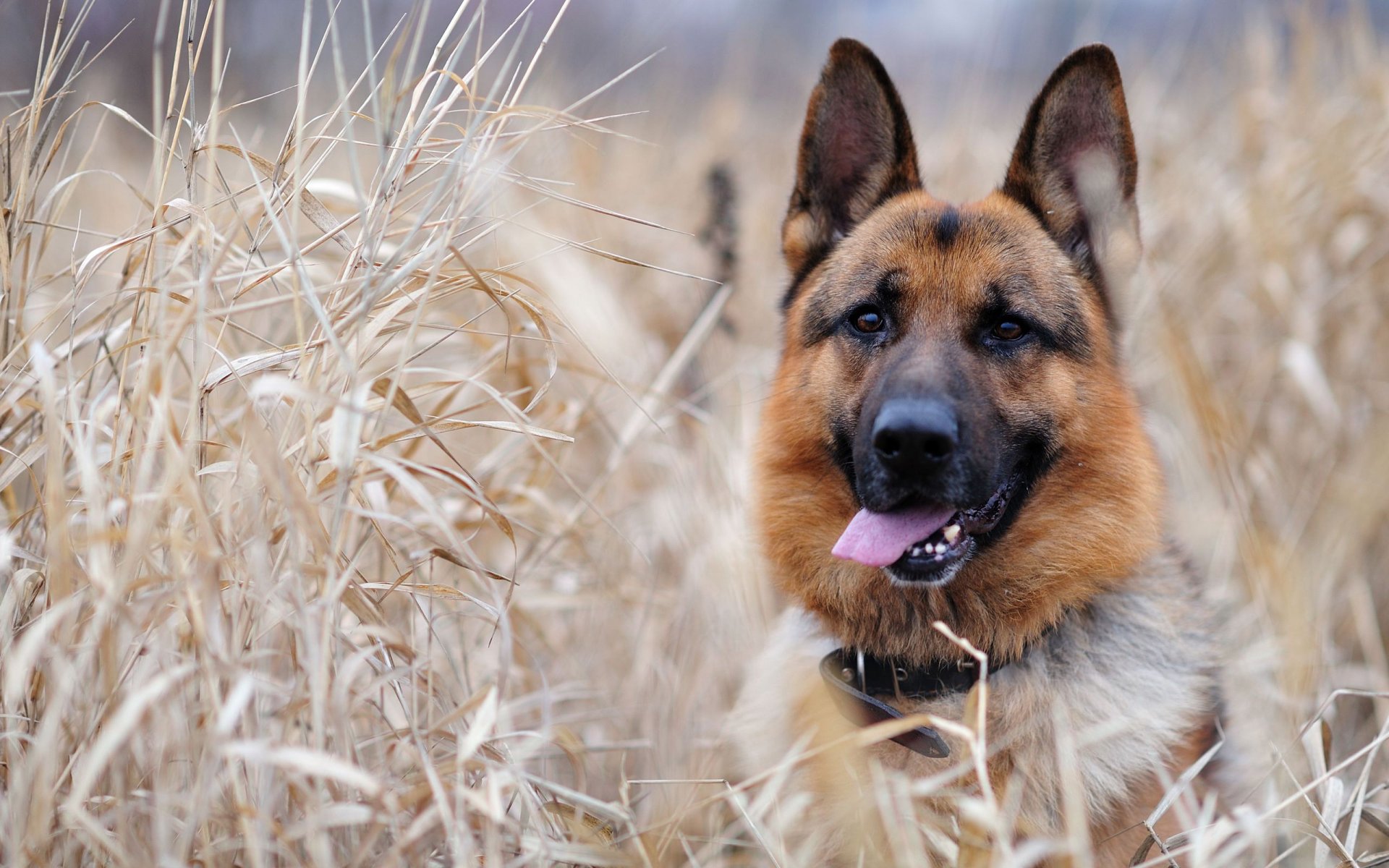 grass face ears english shepherd