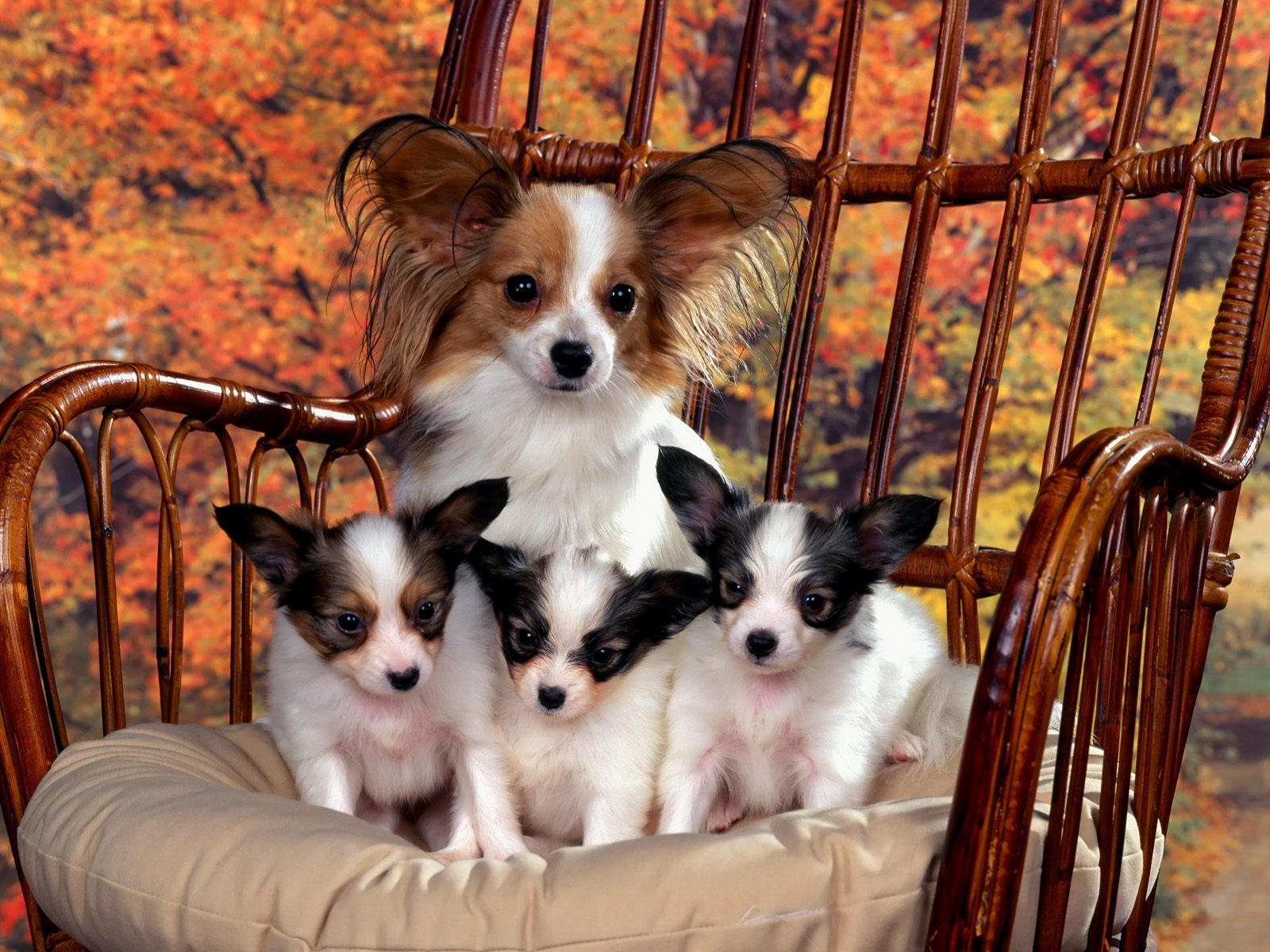 mamá cachorros foto de familia