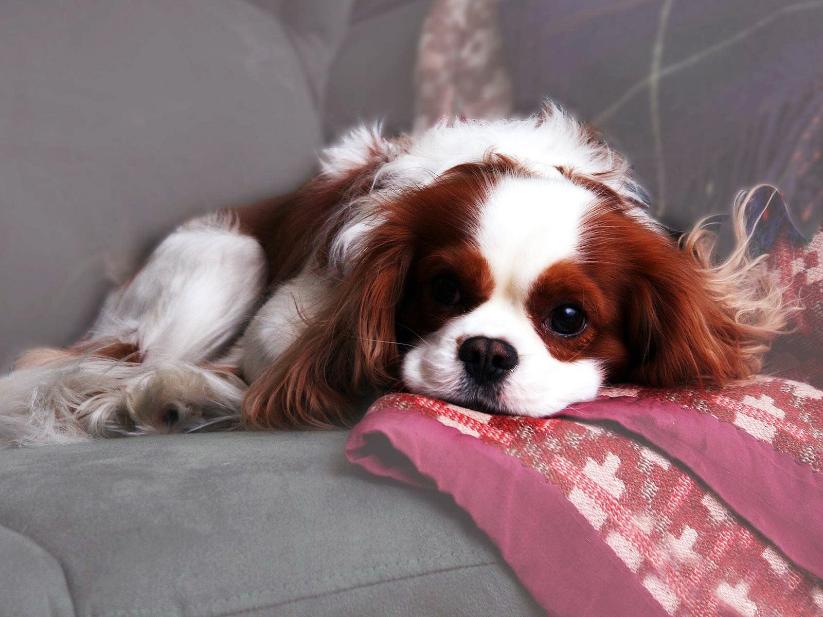 hund spaniel gefleckt wolle sofa plaid