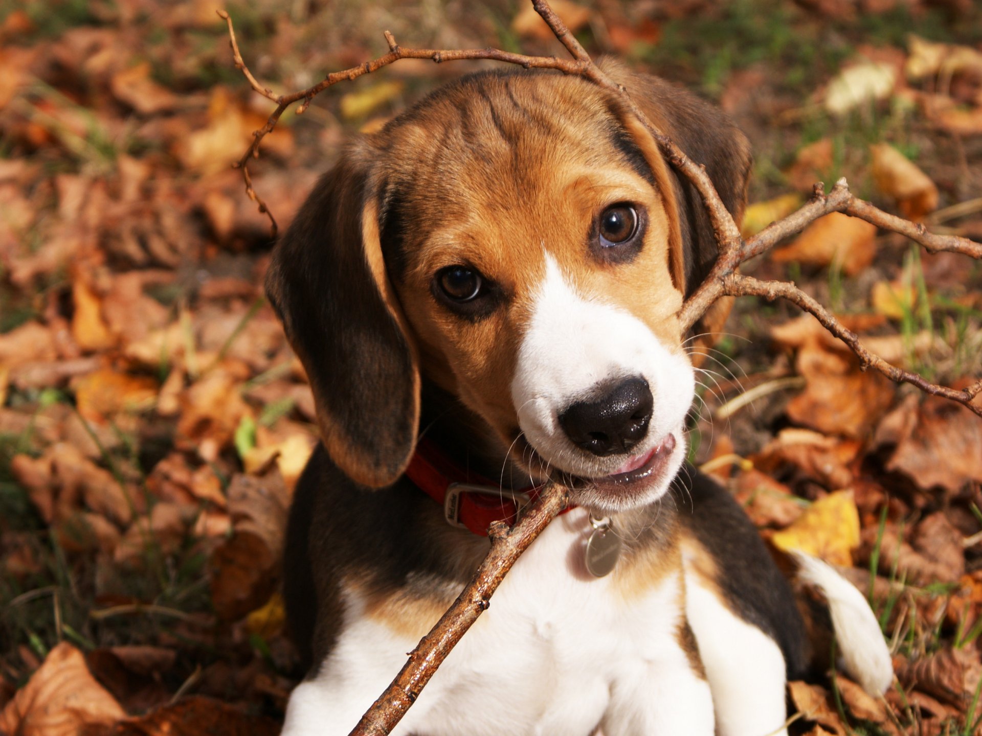 perro perro cachorro niño palo naturaleza otoño hojas hocico ojos orejas