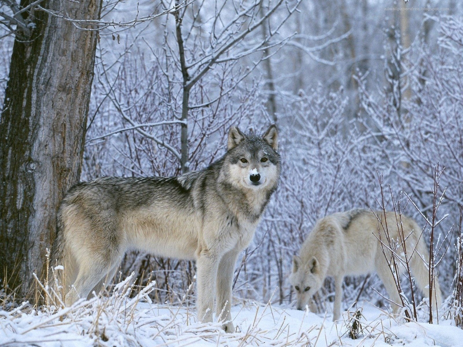 loup loups hiver neige vue