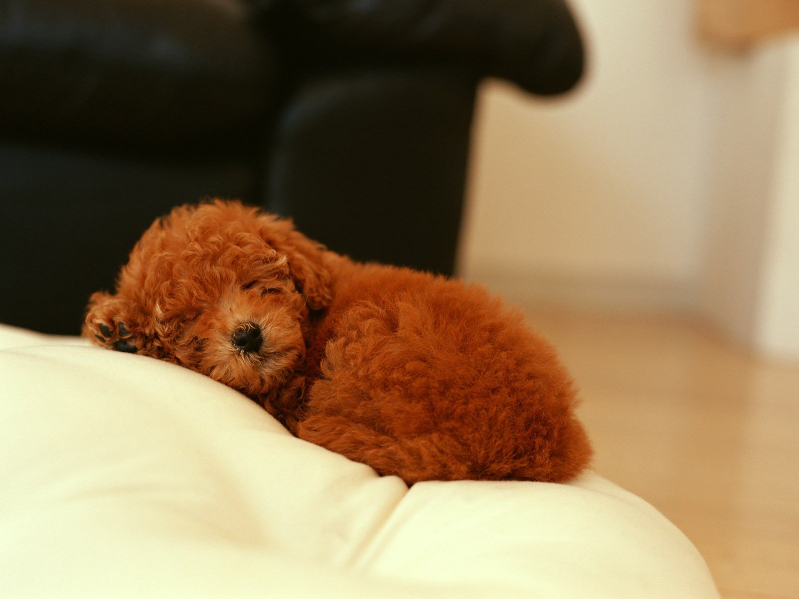 cachorro rizado perro durmiendo