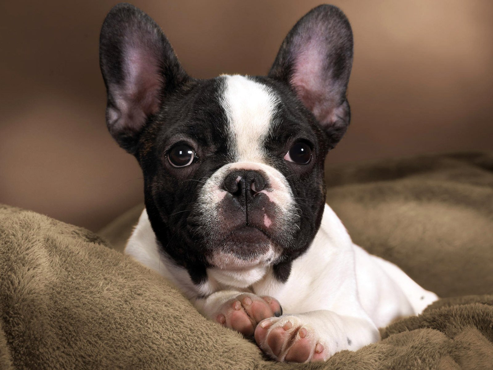 perro cachorro niño raza bulldog francés color manchas contraste blanco negro hocico nariz ojos orejas patas almohadillas talones