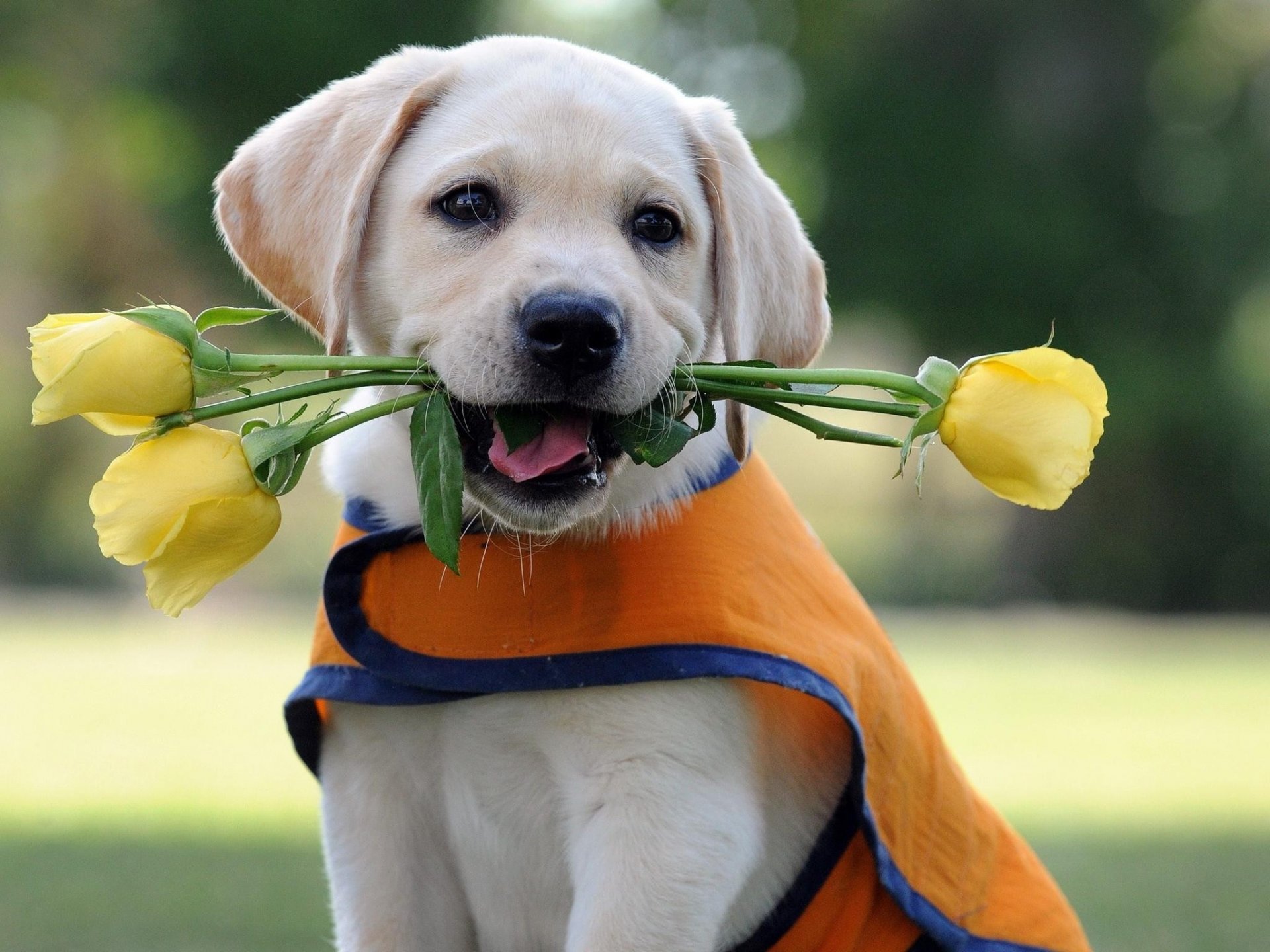 chien chiot labrador retriever fleurs roses