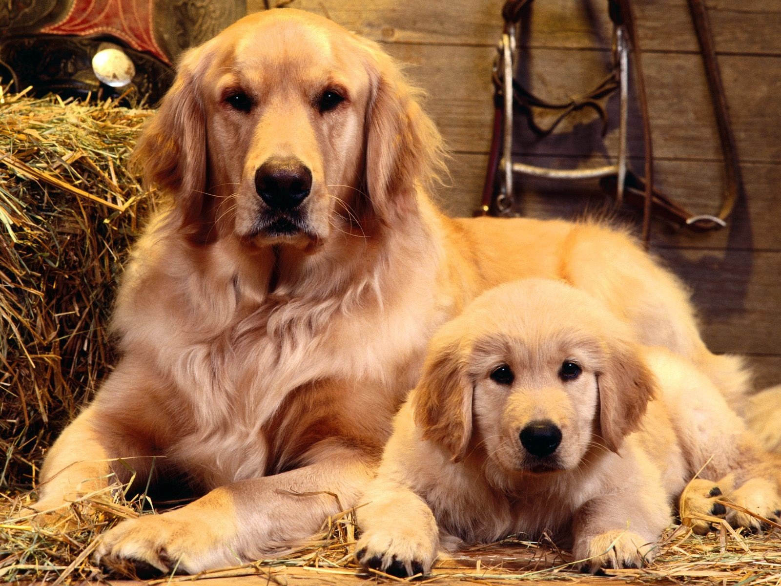 famille chiens portrait