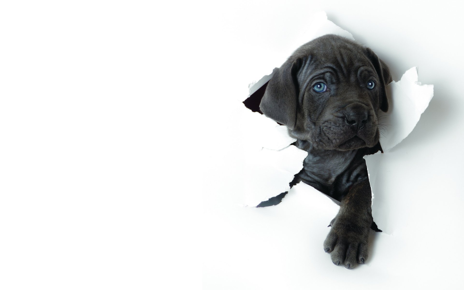 fondo hoja blanco papel cachorro hocico pata azul ojos