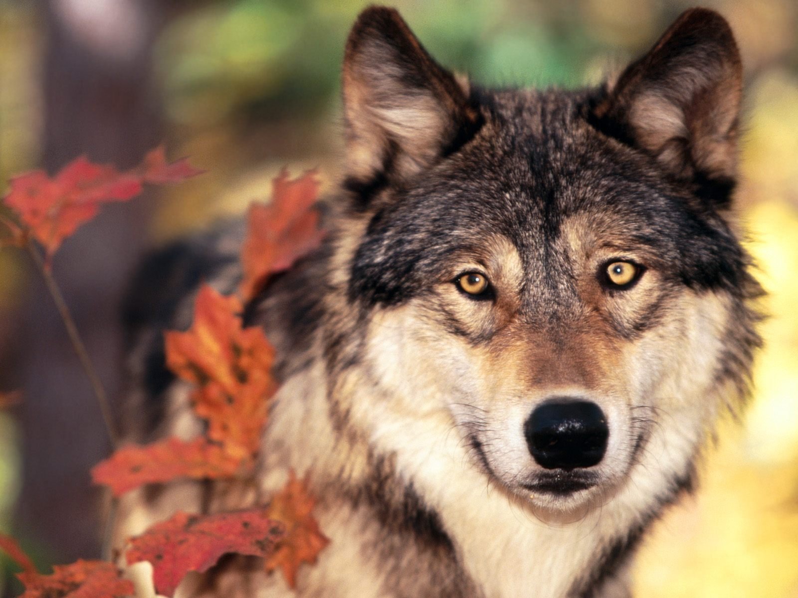 loup automne feuilles