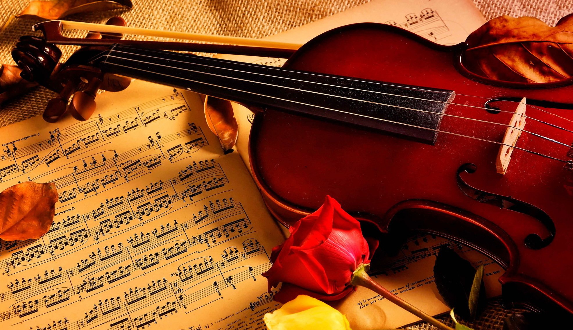 violin notes roses music