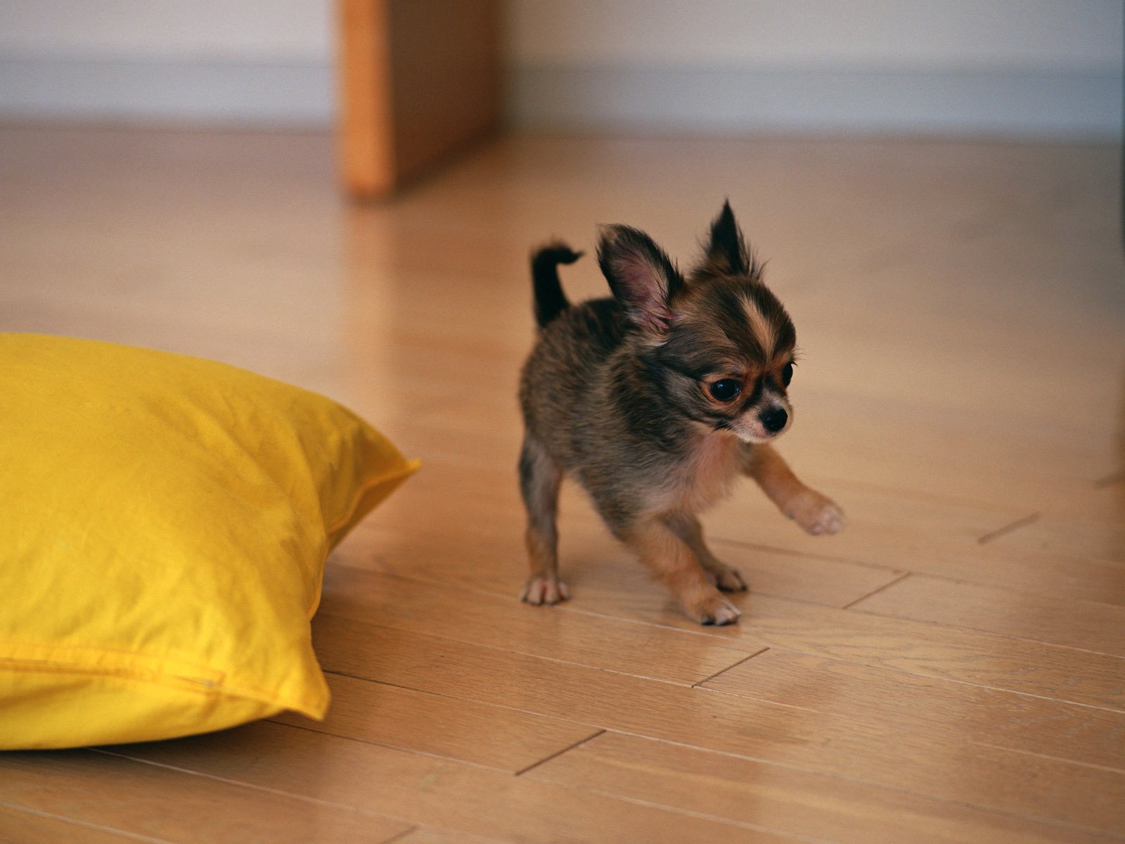 terrier chiot chien