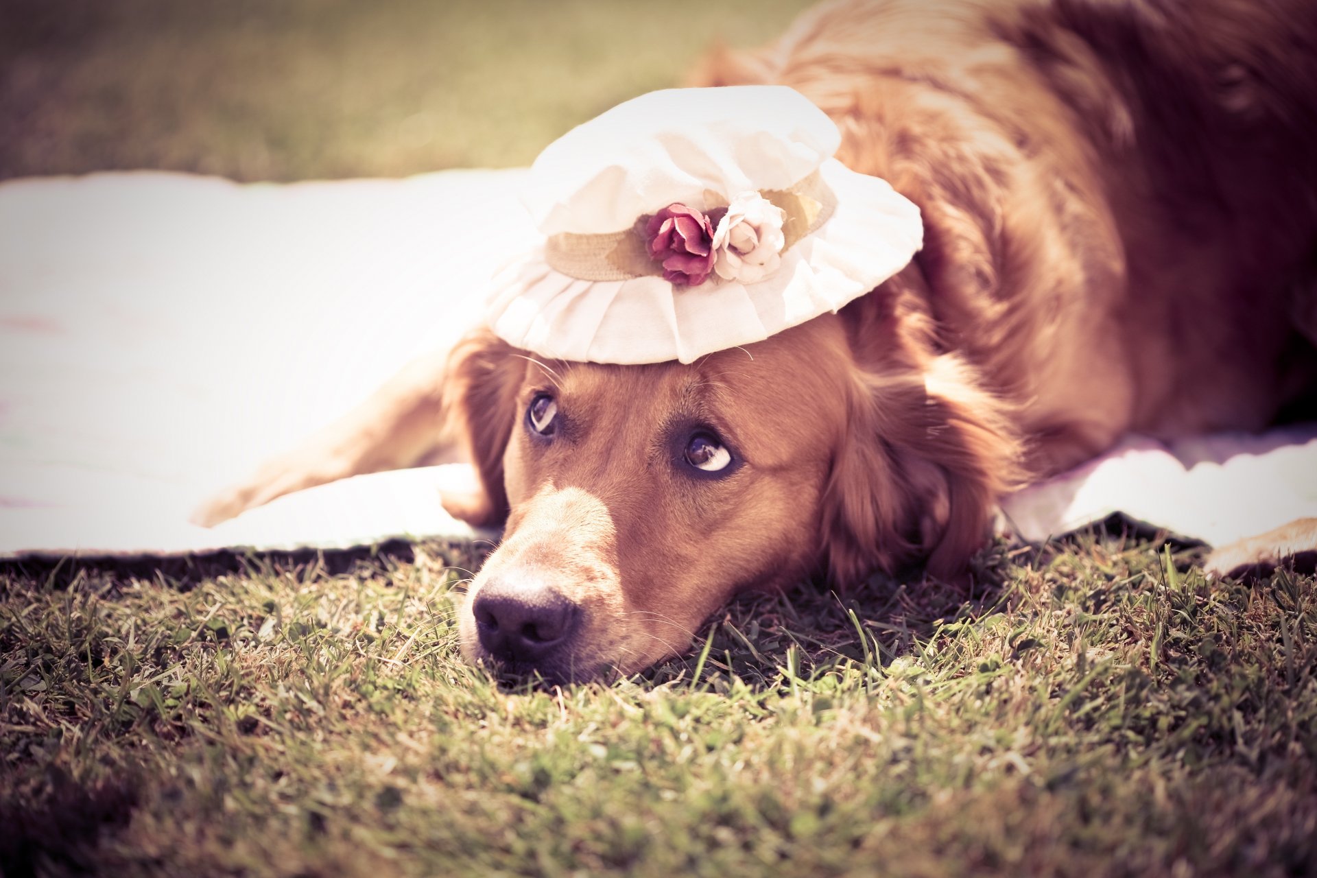 perro verano lindo sombrero