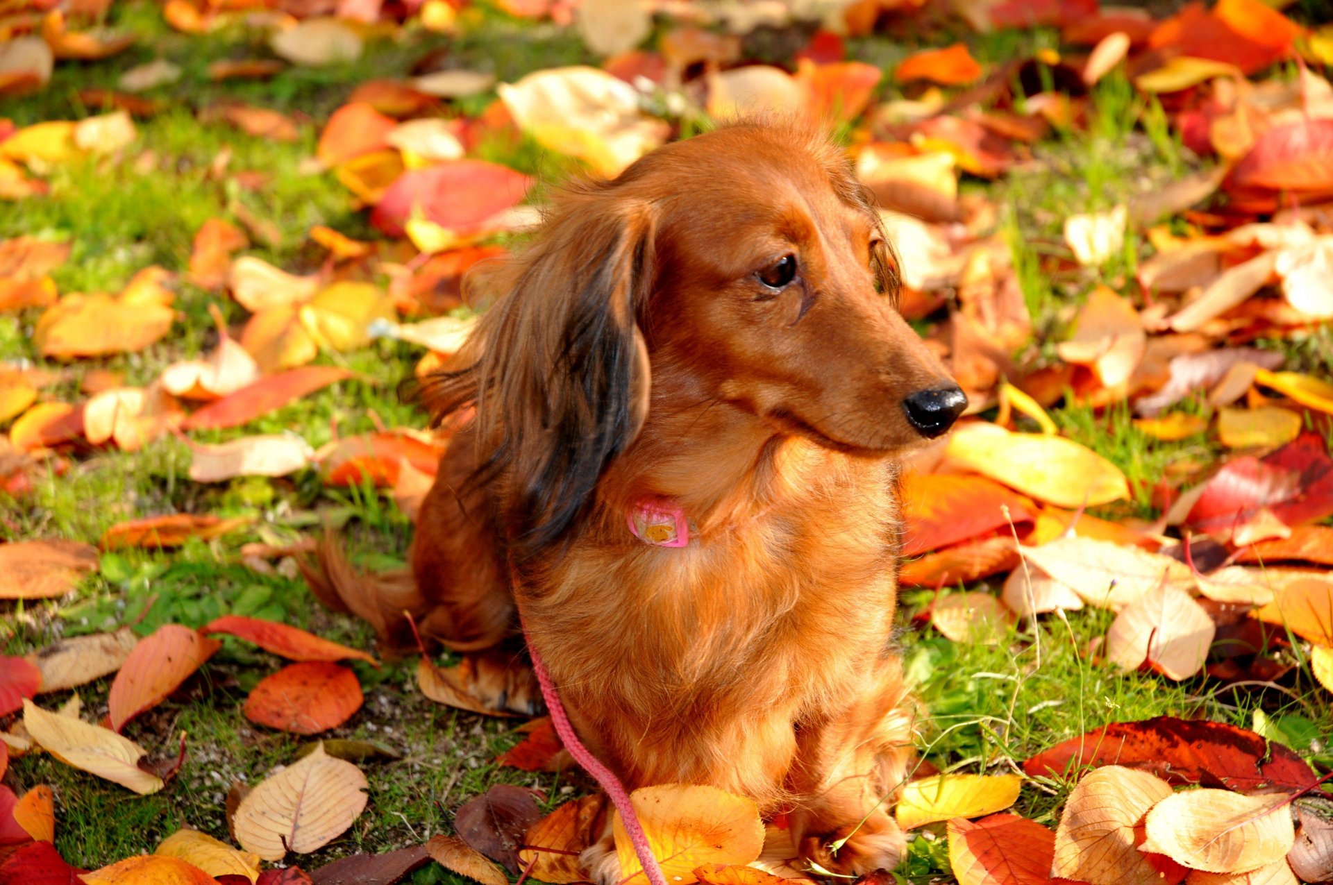 chien feuilles automne marche