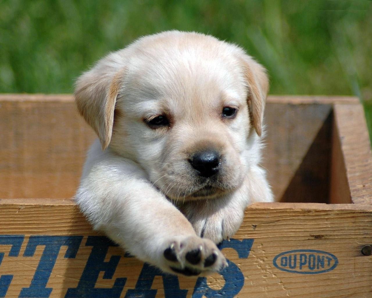 chiot été animaux