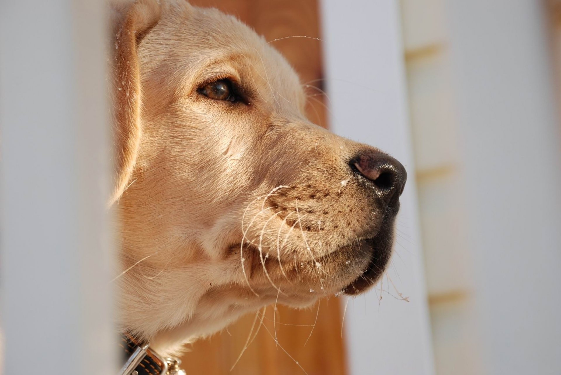 makro hund profil nase blick in die ferne