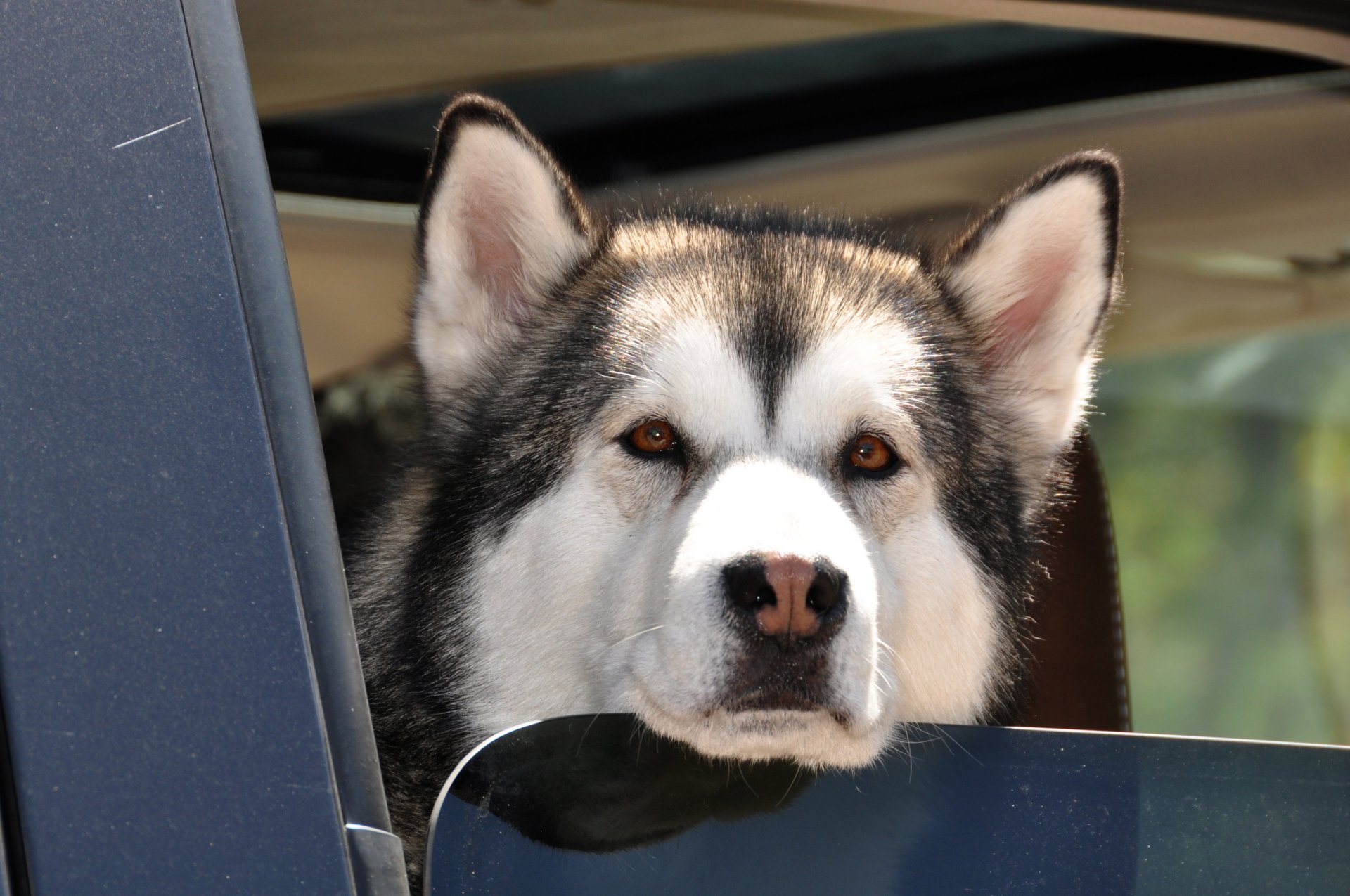 husky hund braune augen feuchte nase