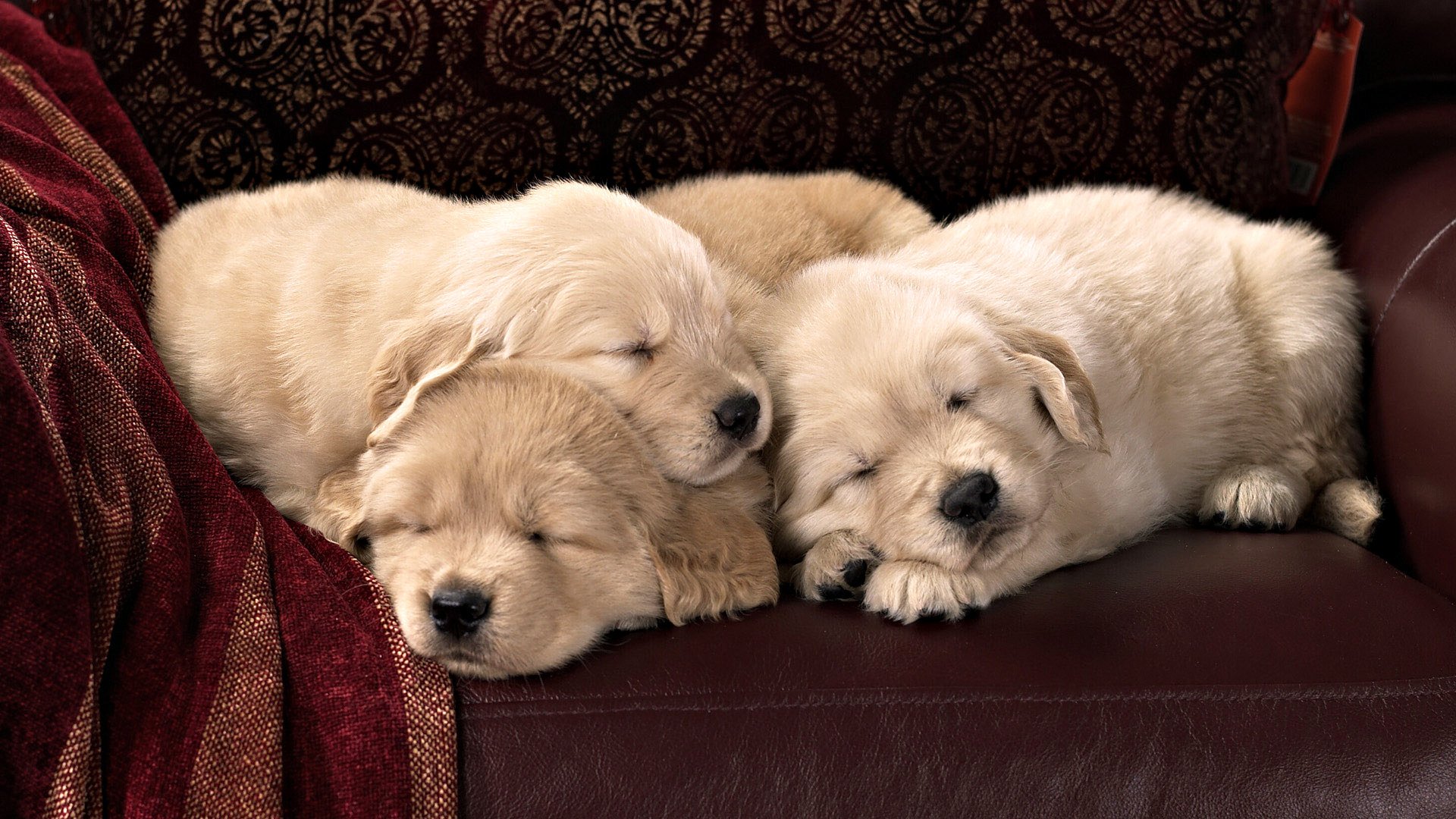 cachorros raza labrador sofá cuero textiles dormir sony