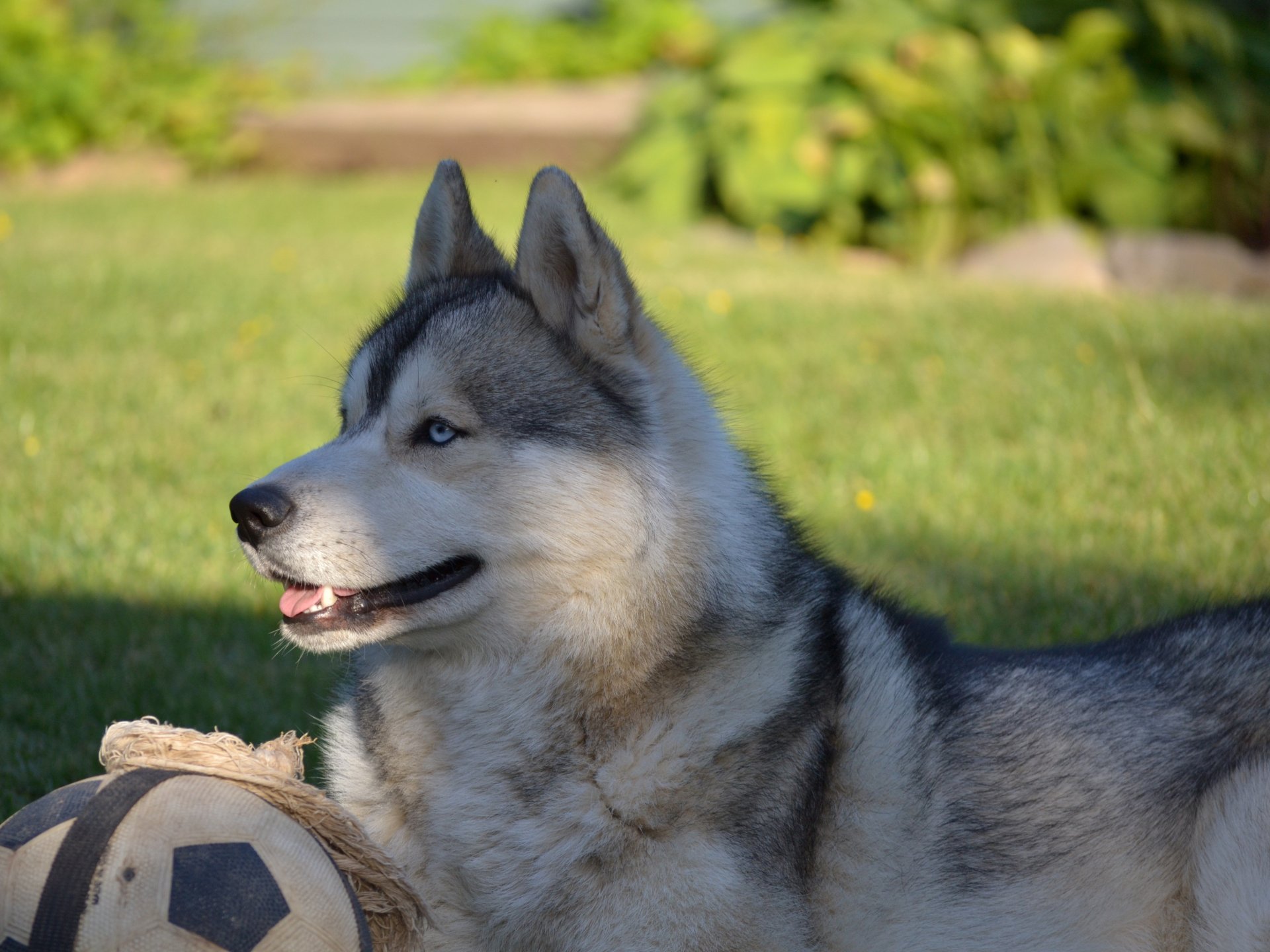 siberian husky husky tiere hund