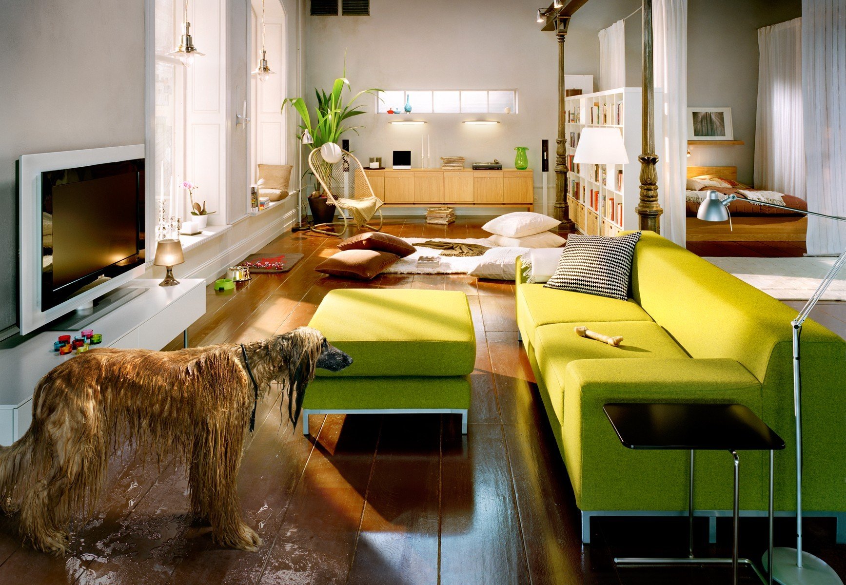 habitación muebles perro charco