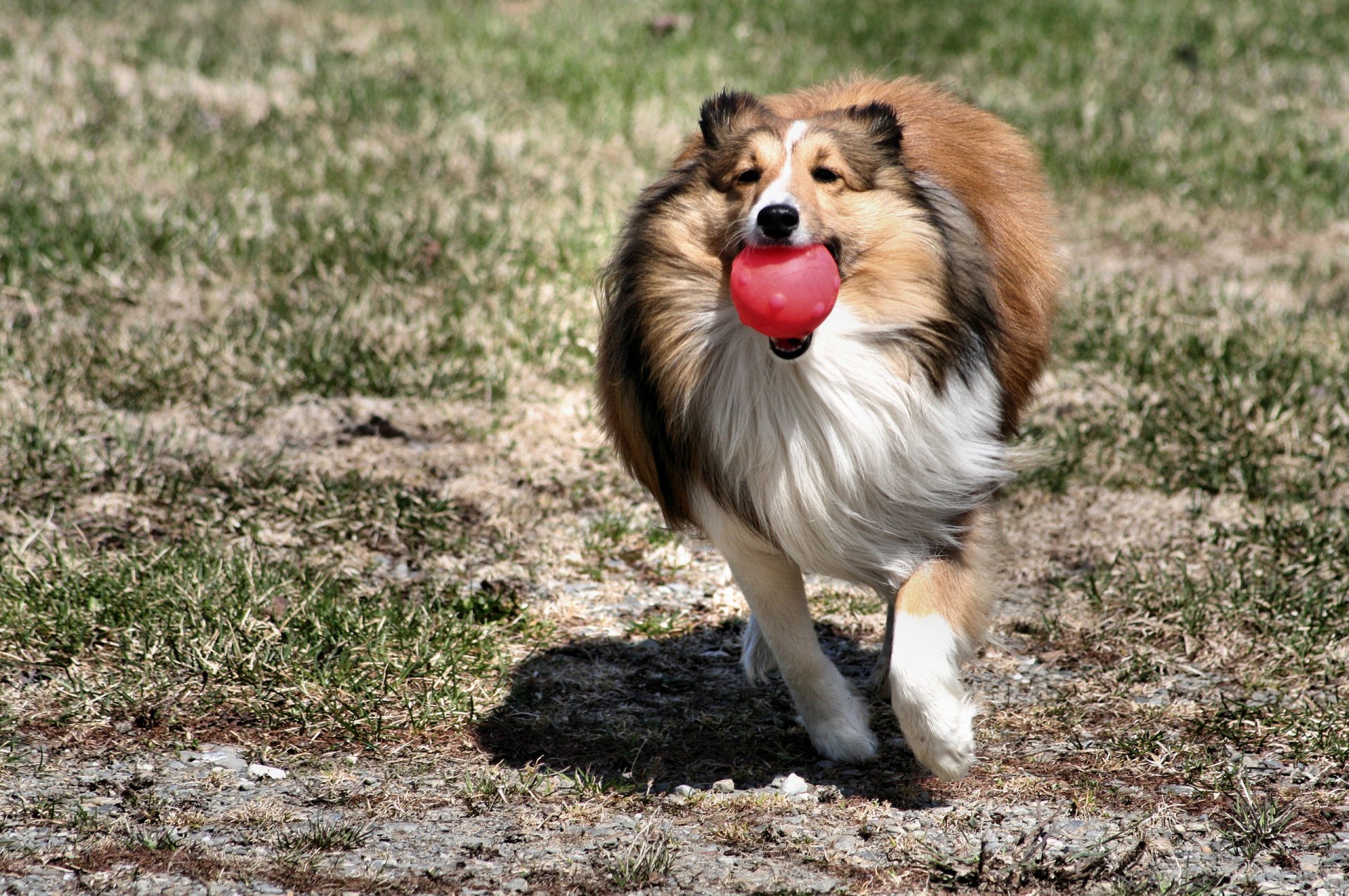 chien collie se précipite joue balle