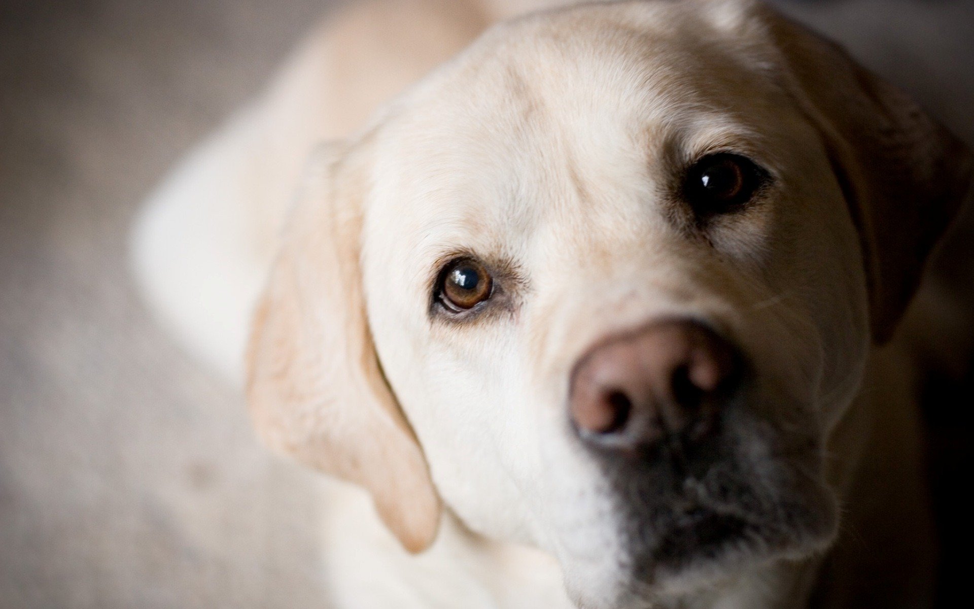 dog golden labrador retriever snout eyes bow