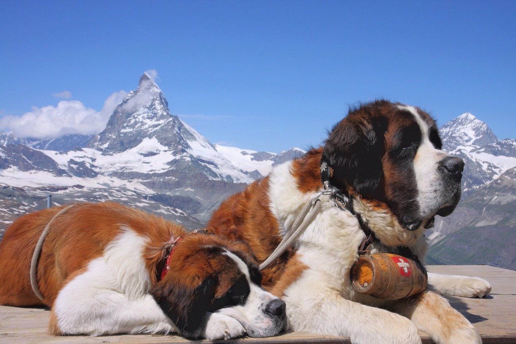 chiens mensonge saint bernard sauveteur montagnes neige sommets