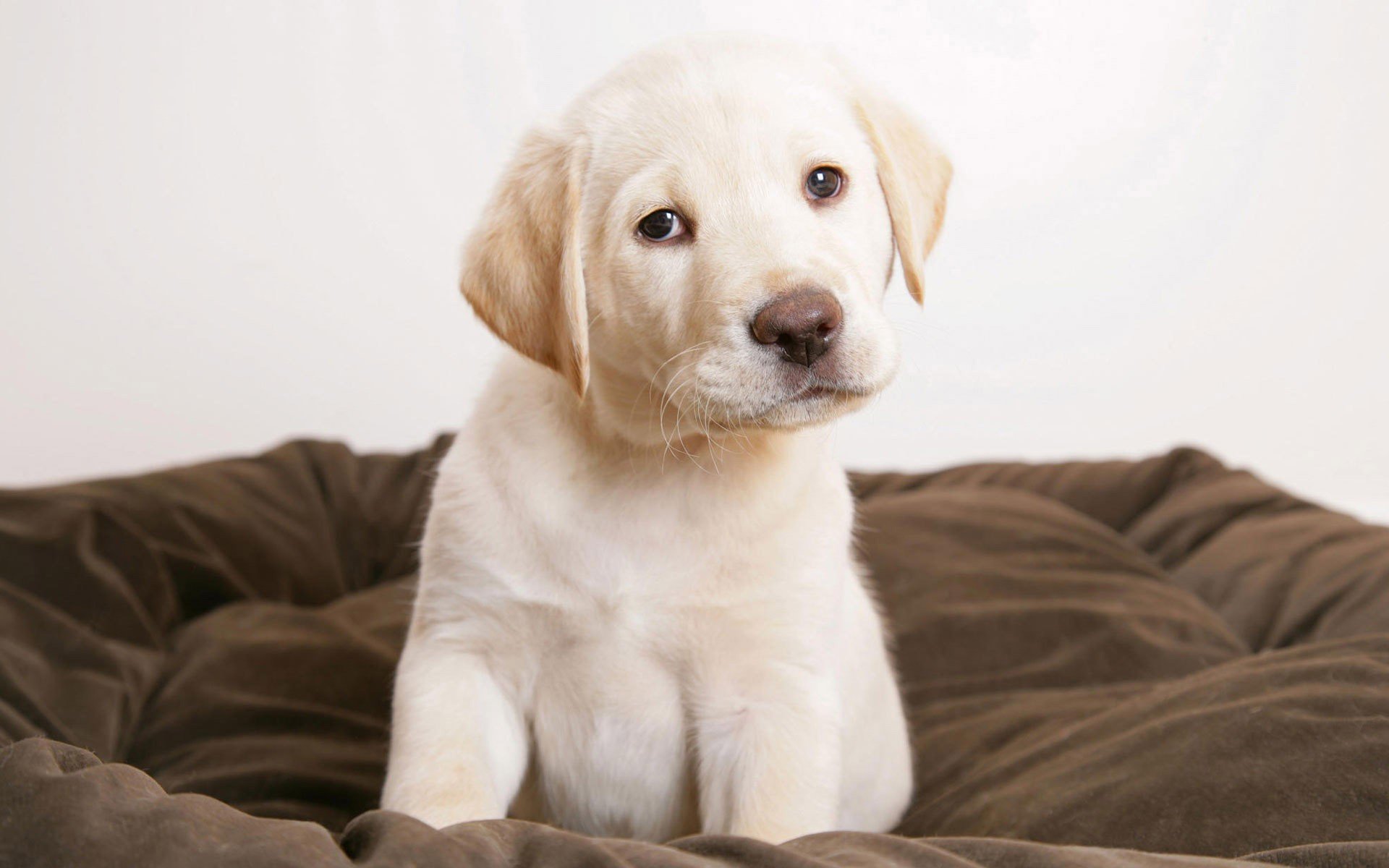 szczeniak pies labrador