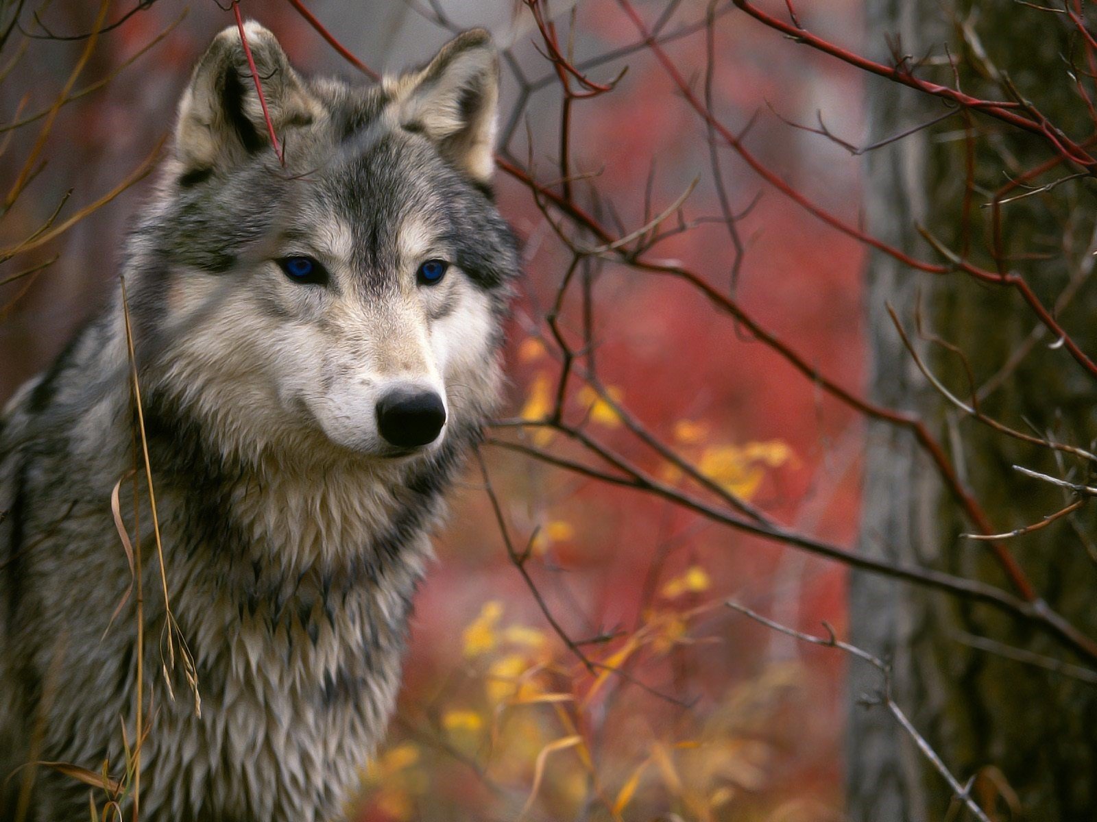 loup branches automne