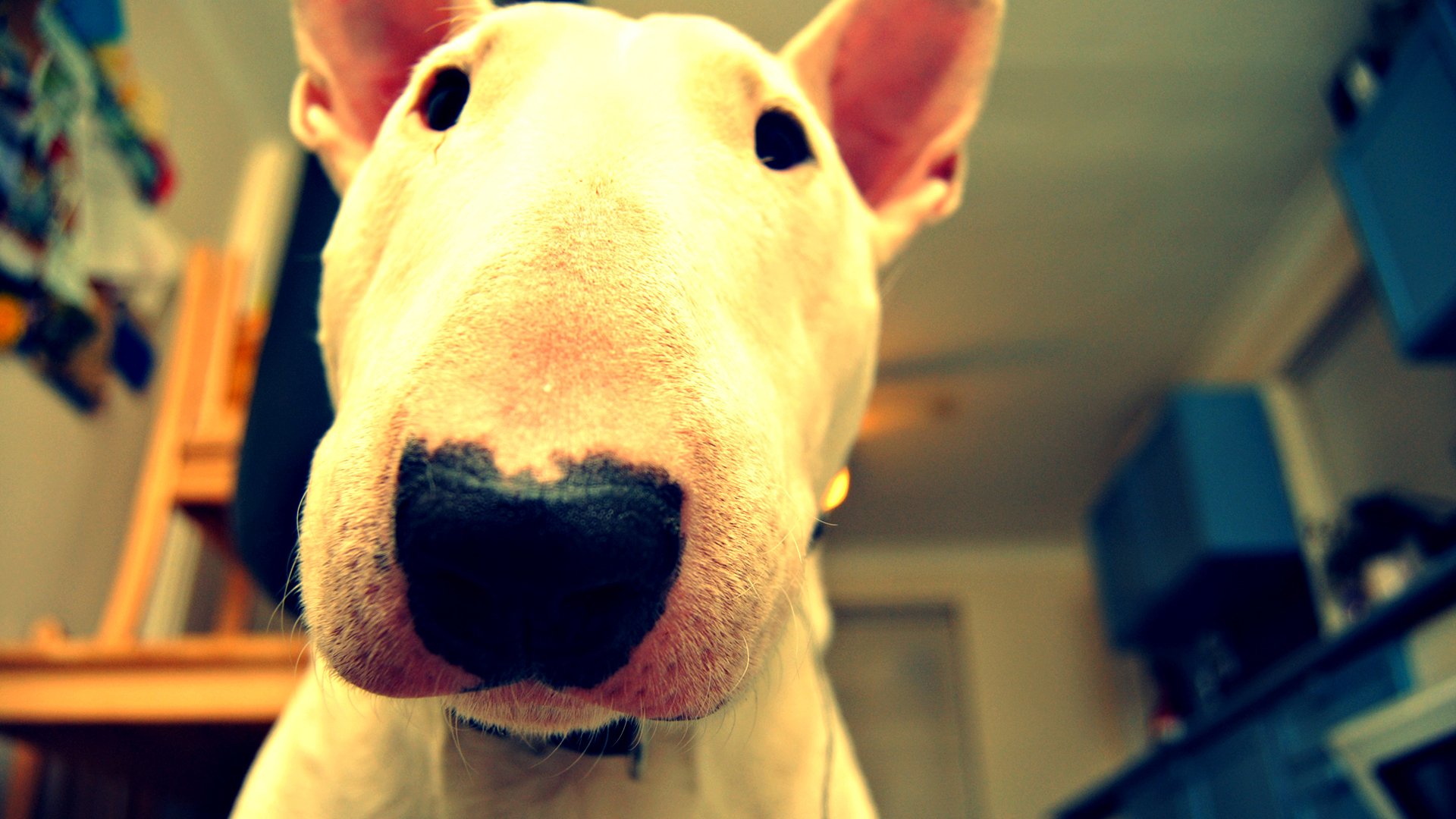 bullterrier blick raum