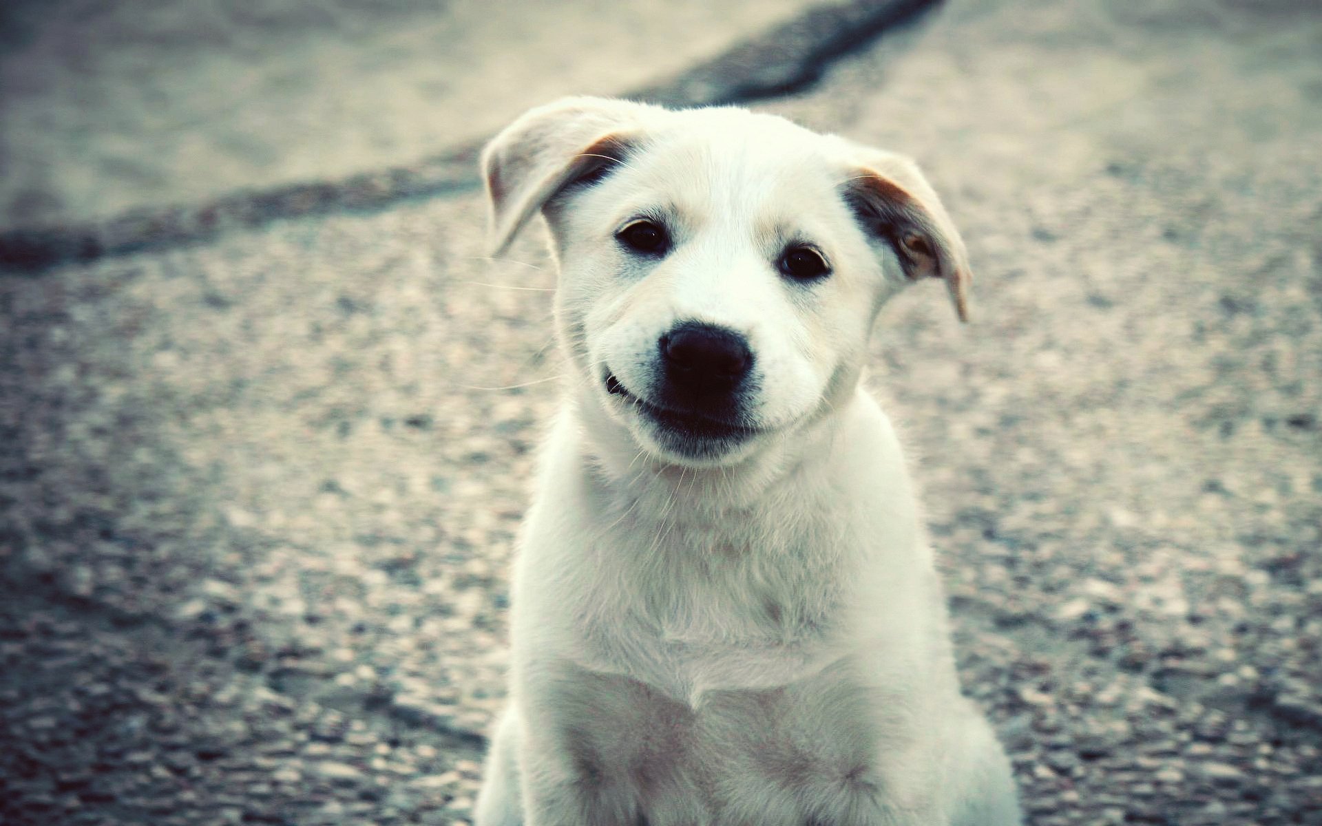 cachorro blanco sonrisa