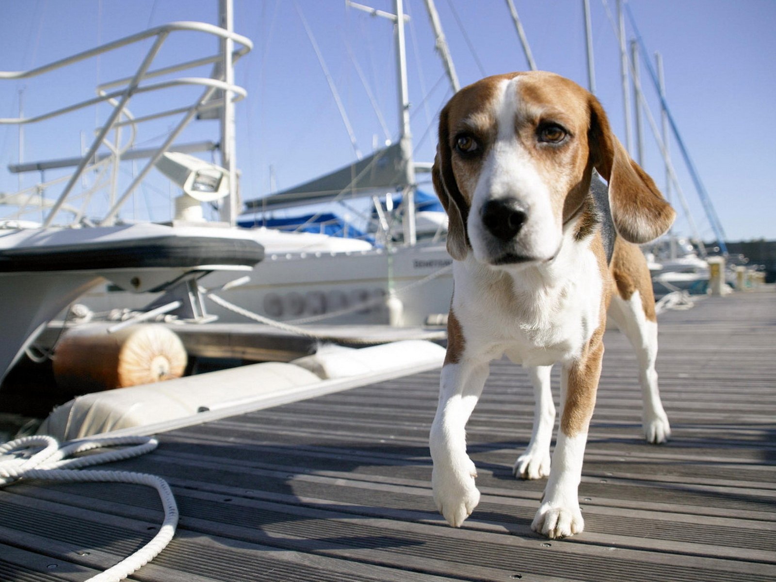 cane cane porto turistico porto ponte navi yacht acqua