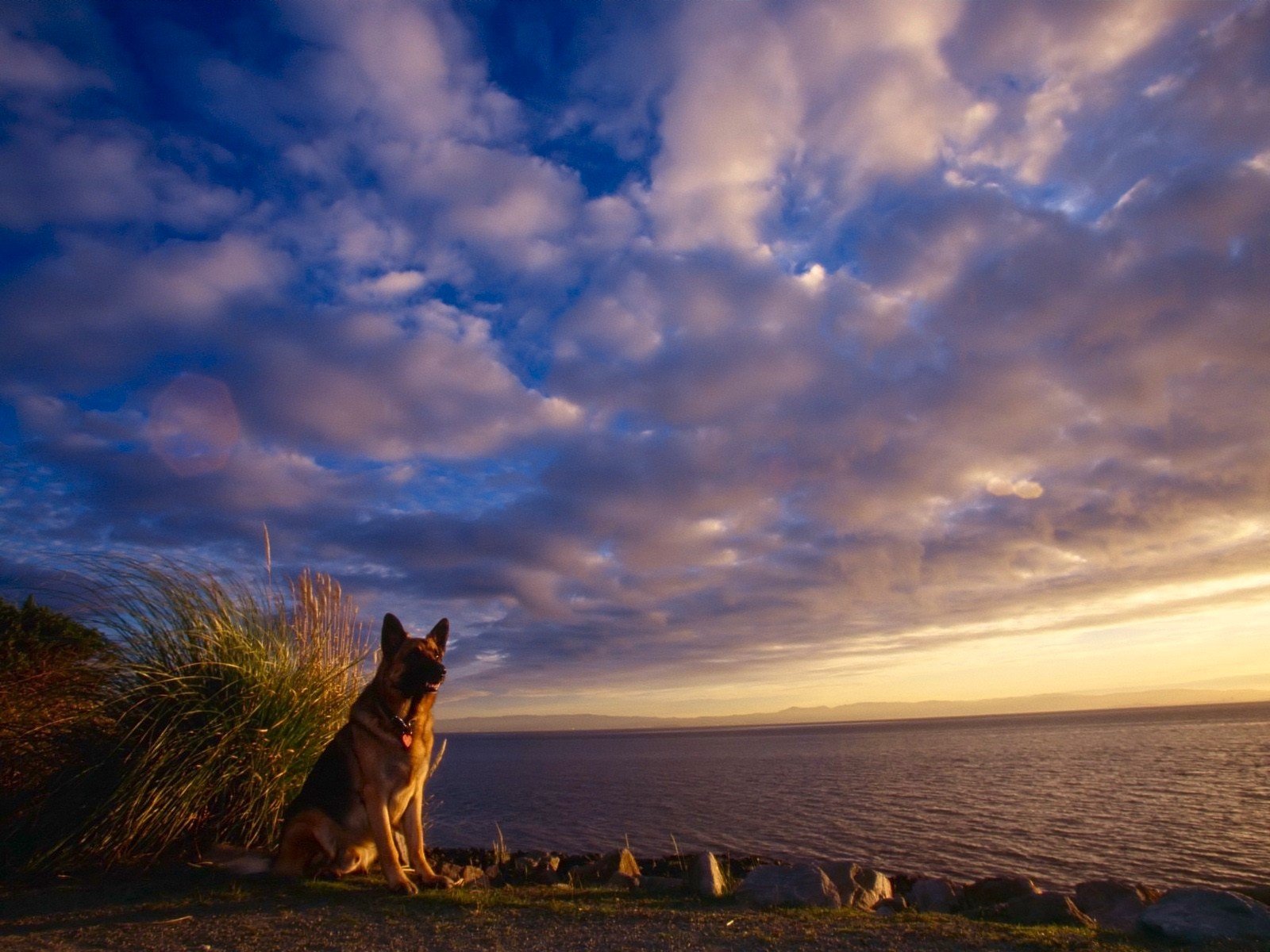 perro pastor nubes cielo mar