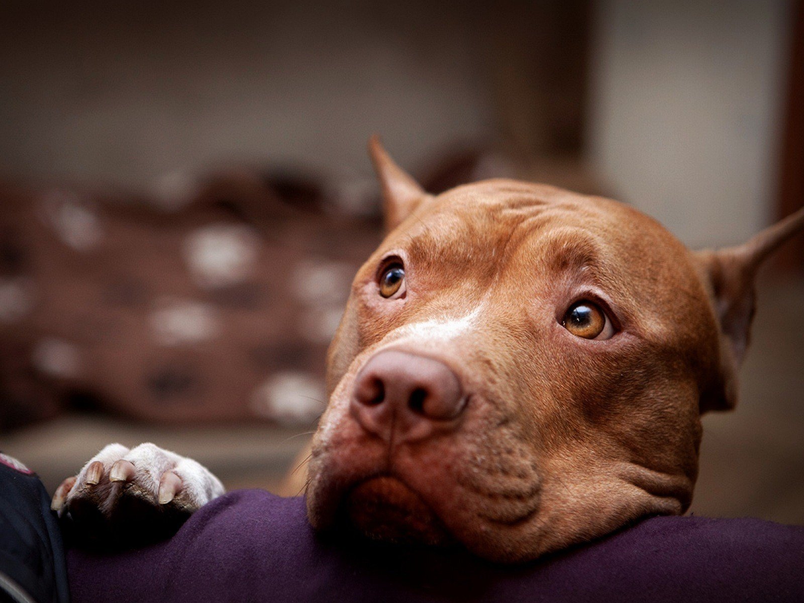 perro ojos pitbull hocico