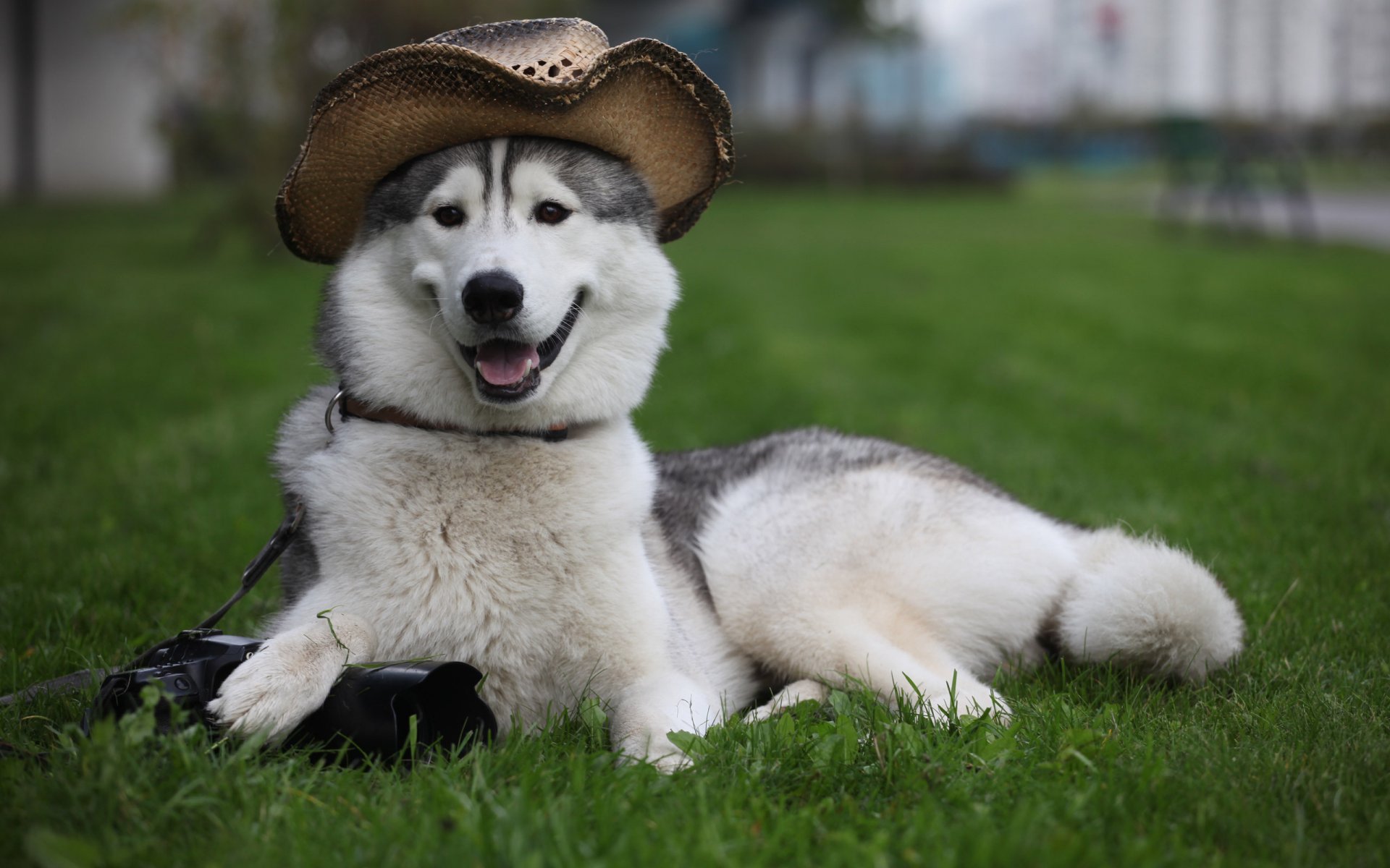 perro laika sombrero cámara miente guarda hierba