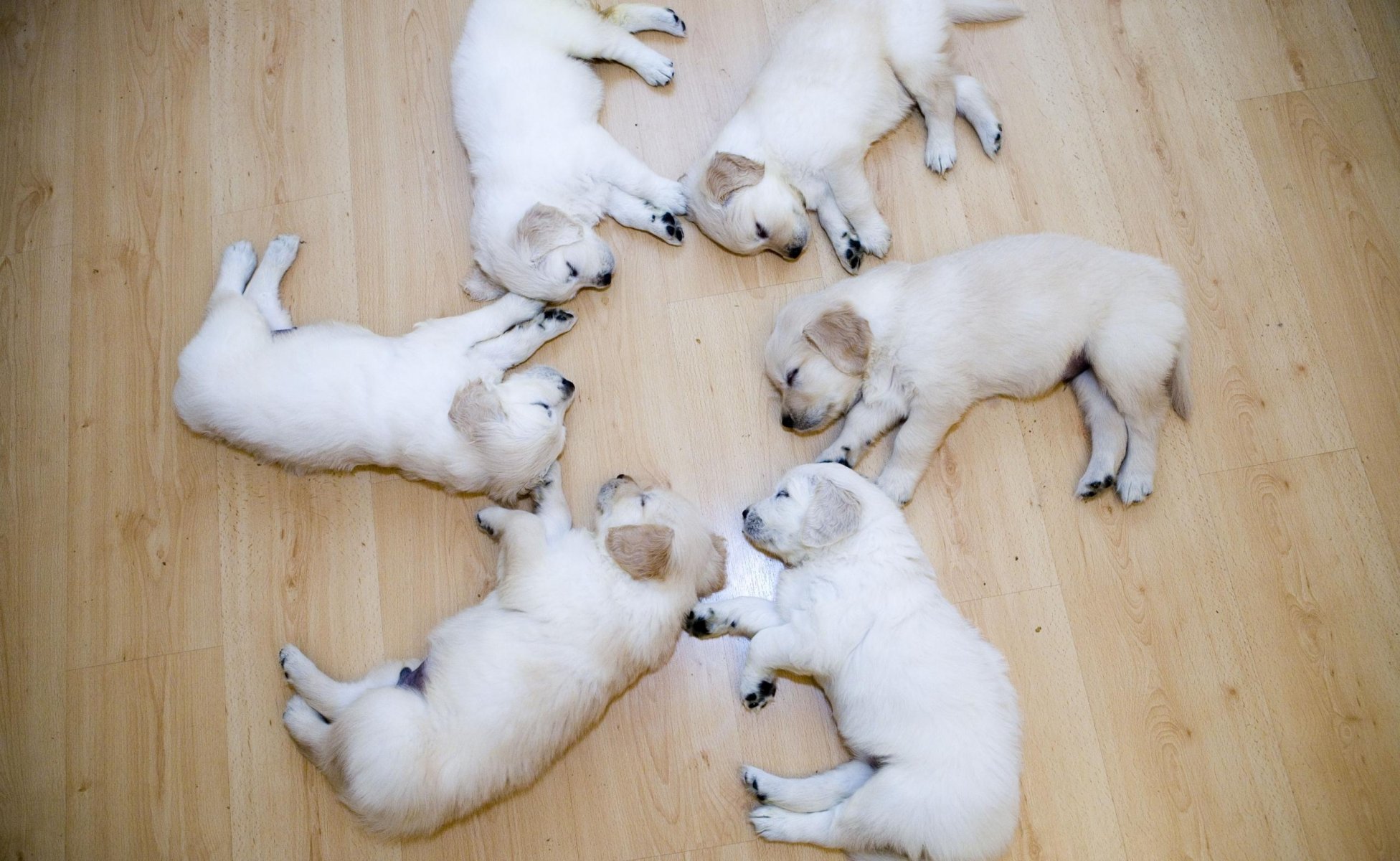 labradores cachorros dormir círculo