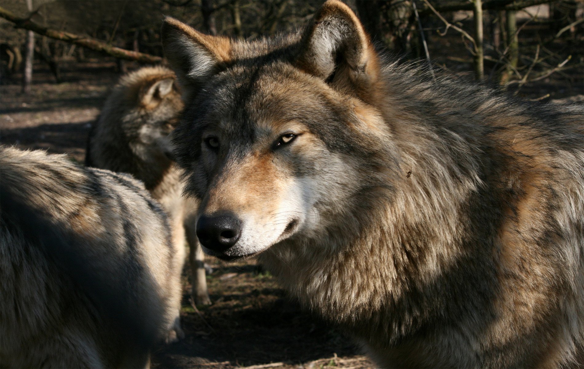 lobo gris manada lobos