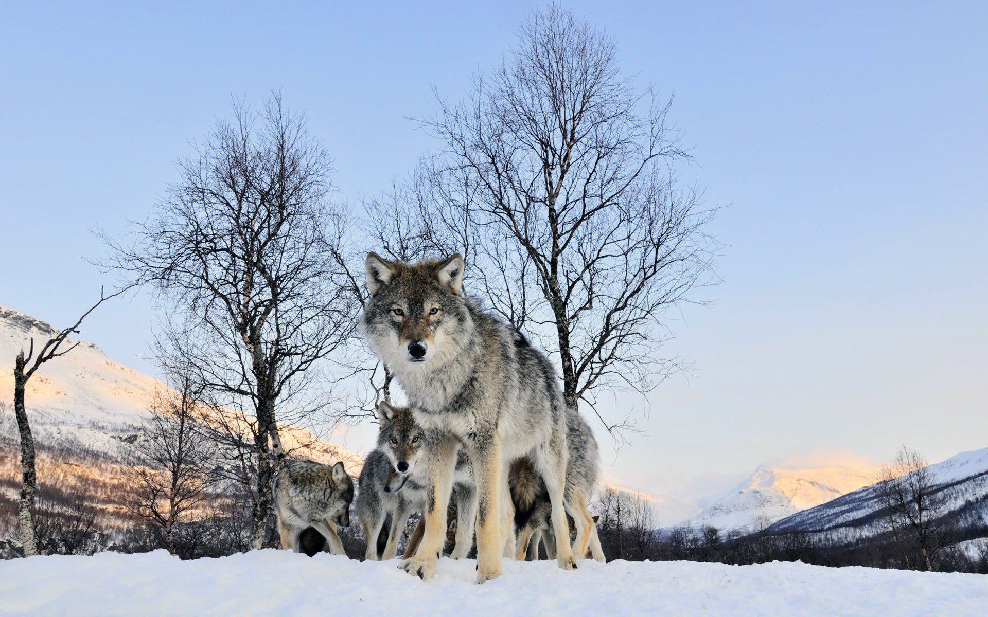 wolf winter view