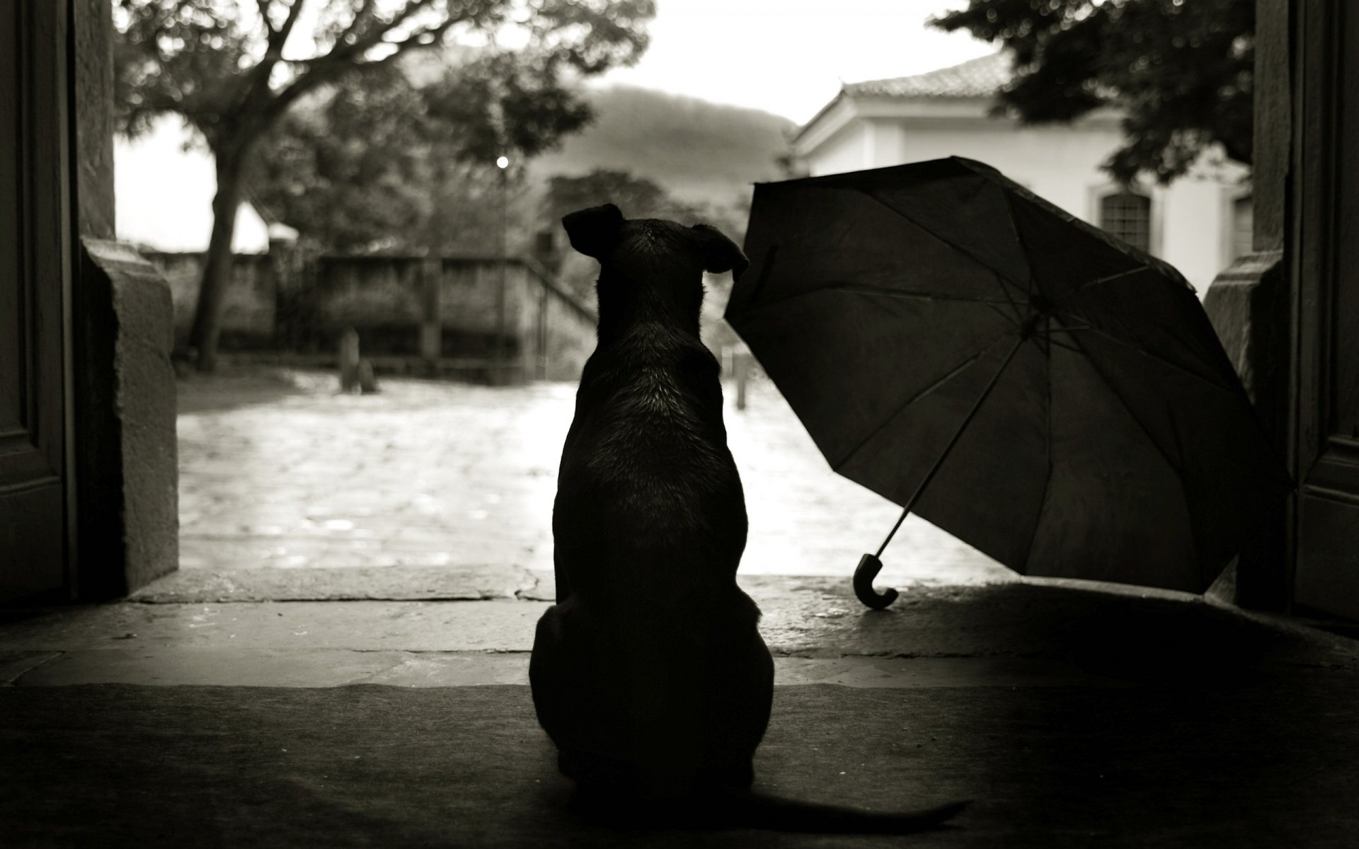 dog umbrella yard style