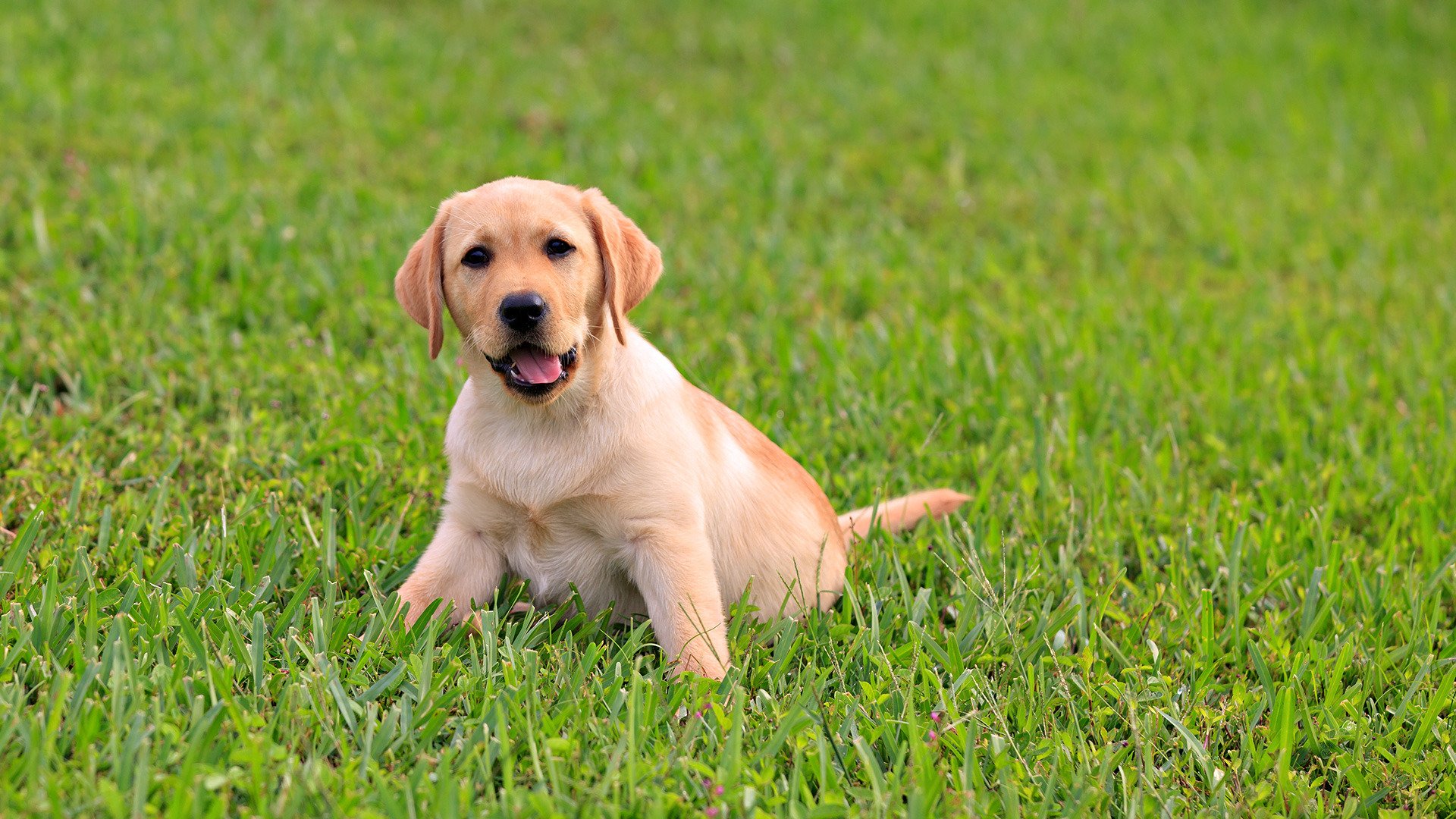 chiot labrador enfant en bas âge herbe juteux verdure langue