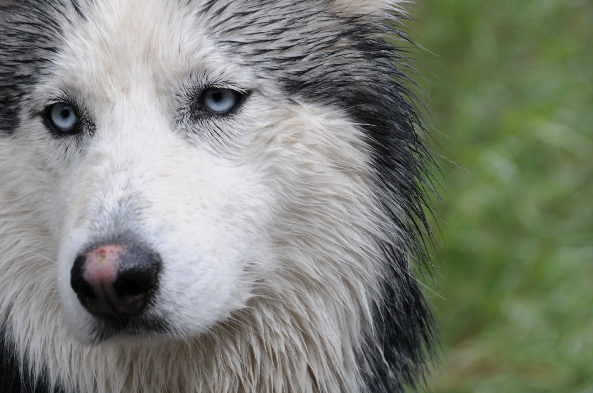 husky museau regard