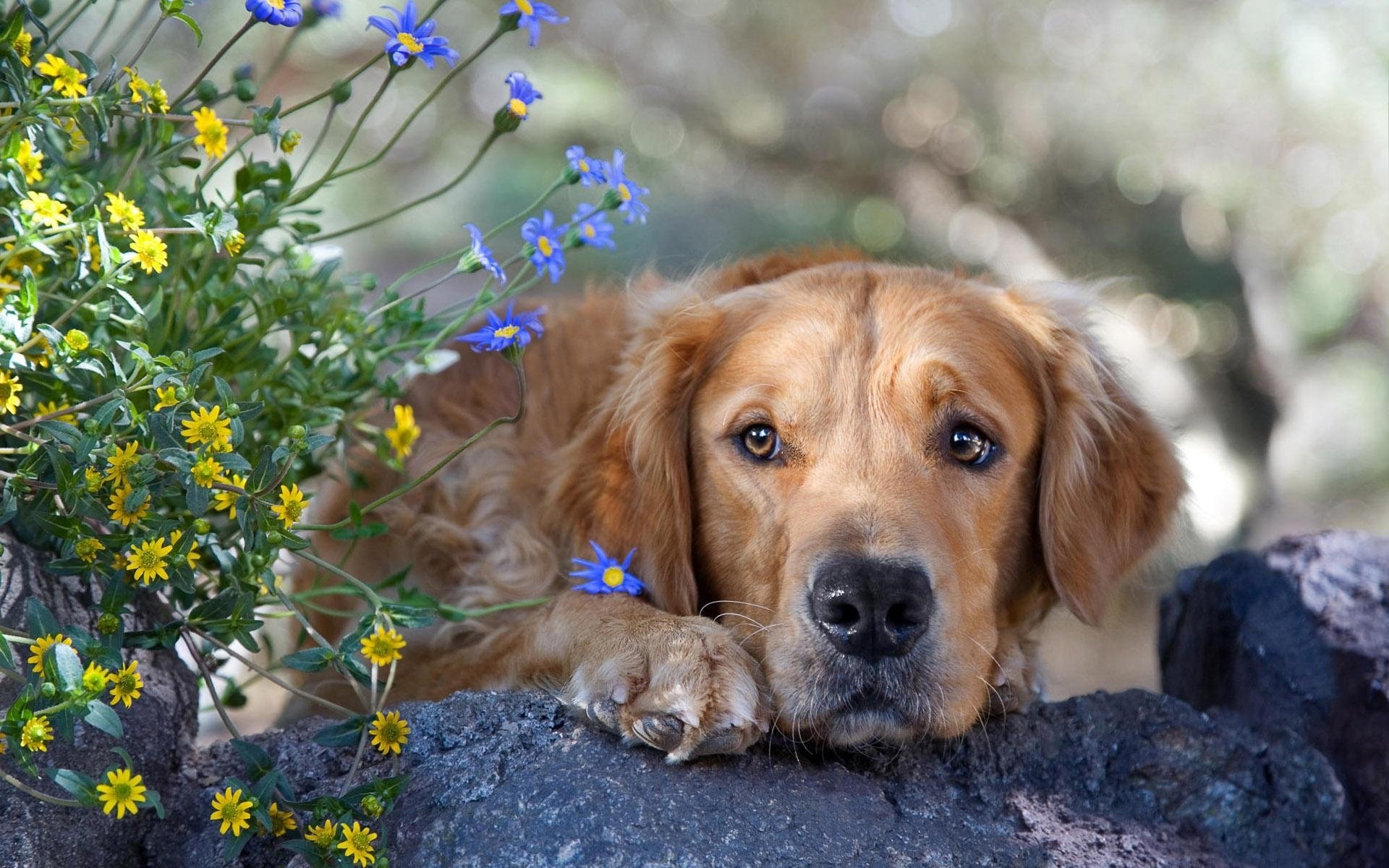 retriever perro hocico flores