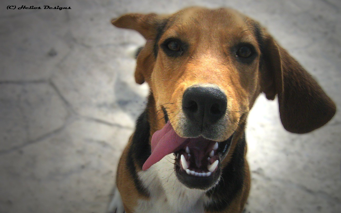 alegría animales amigo