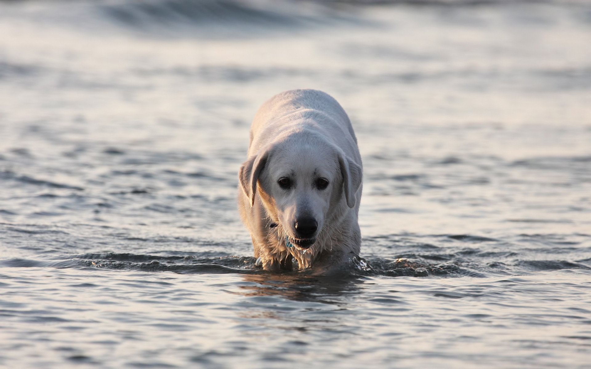 labrador acqua cane